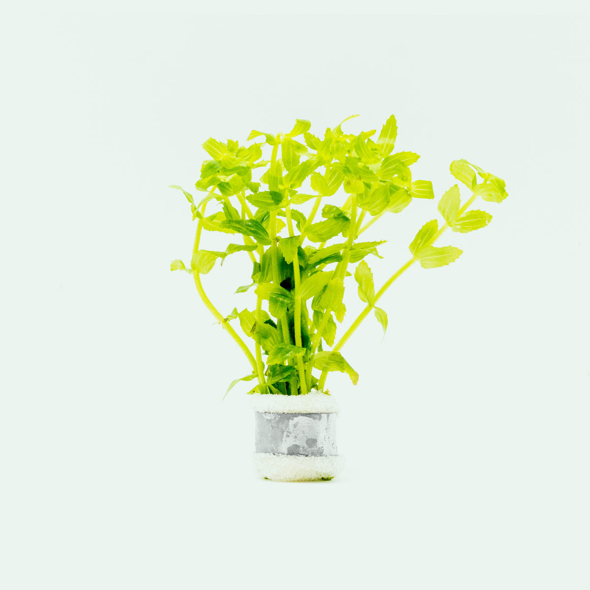 Gratiola Viscidula Herb - Natural Health Supplement for Digestive Support & Wellness | Perfect for Herbal Tea, Tinctures & Holistic Remedies