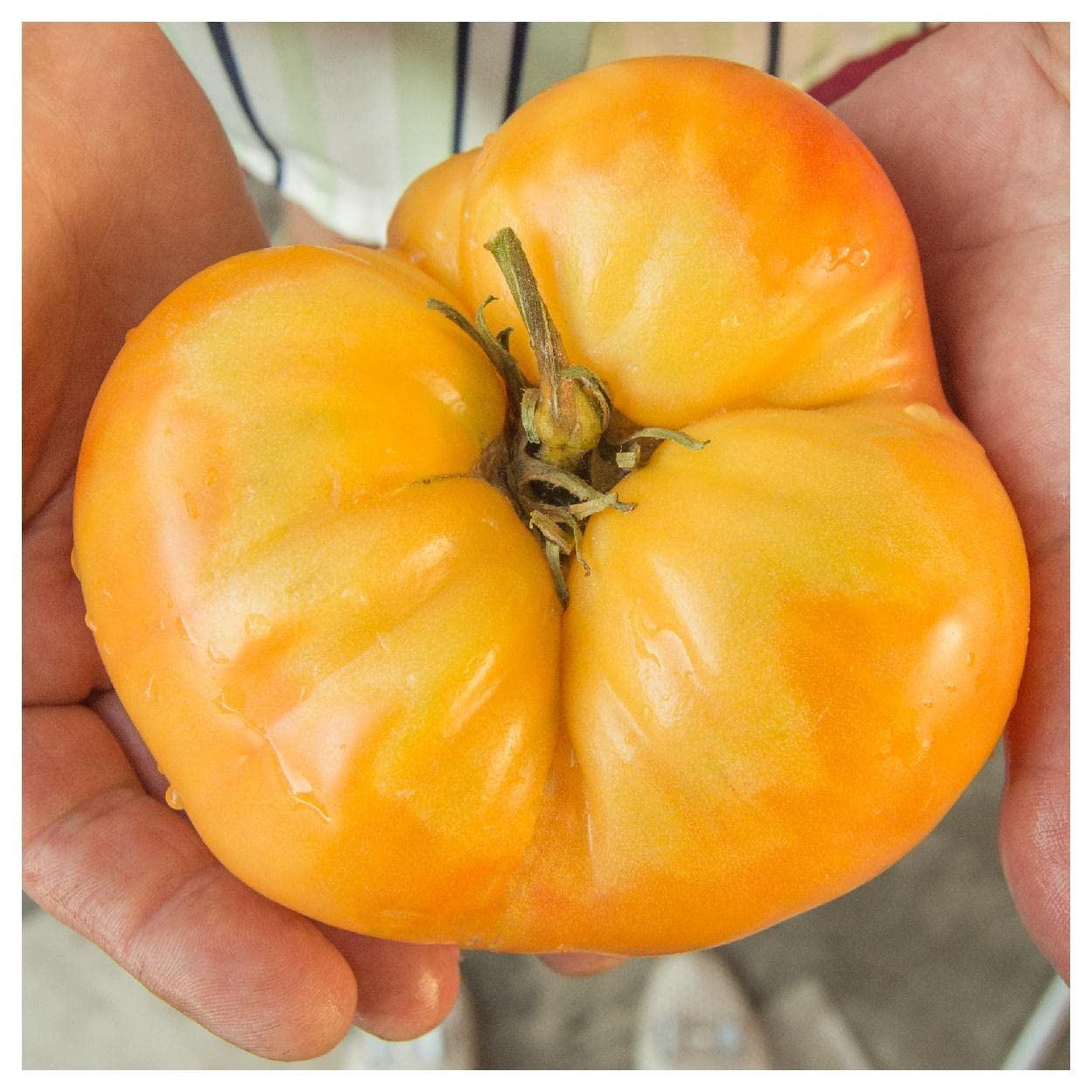 Everwilde Farms 50 Kellogg's Breakfast Heirloom Tomato Seeds - Non-GMO Gold Vault Seed Packet for Organic Gardening, Homegrown Vegetables & Fresh Salads