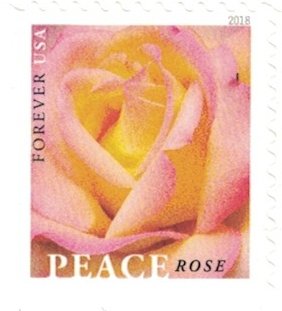 Peace Rose USPS Forever Stamps - 5 Booklets (100 Stamps) for Mailing Letters, Greeting Cards & Postcards | First-Class Postage | Collectible Stamps