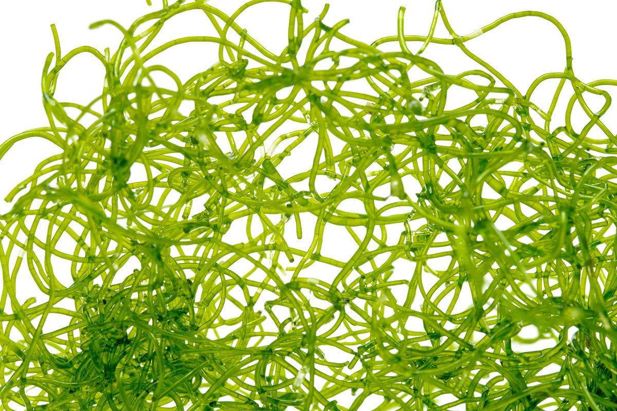 Premium Chaetomorpha Macro Algae for Saltwater Aquariums - Natural Nitrate & Phosphate Remover - Perfect for Reef Tanks, Refugiums & Marine Ecosystems (10g Live Portion) - Ideal for Coral Growth & Water Filtration