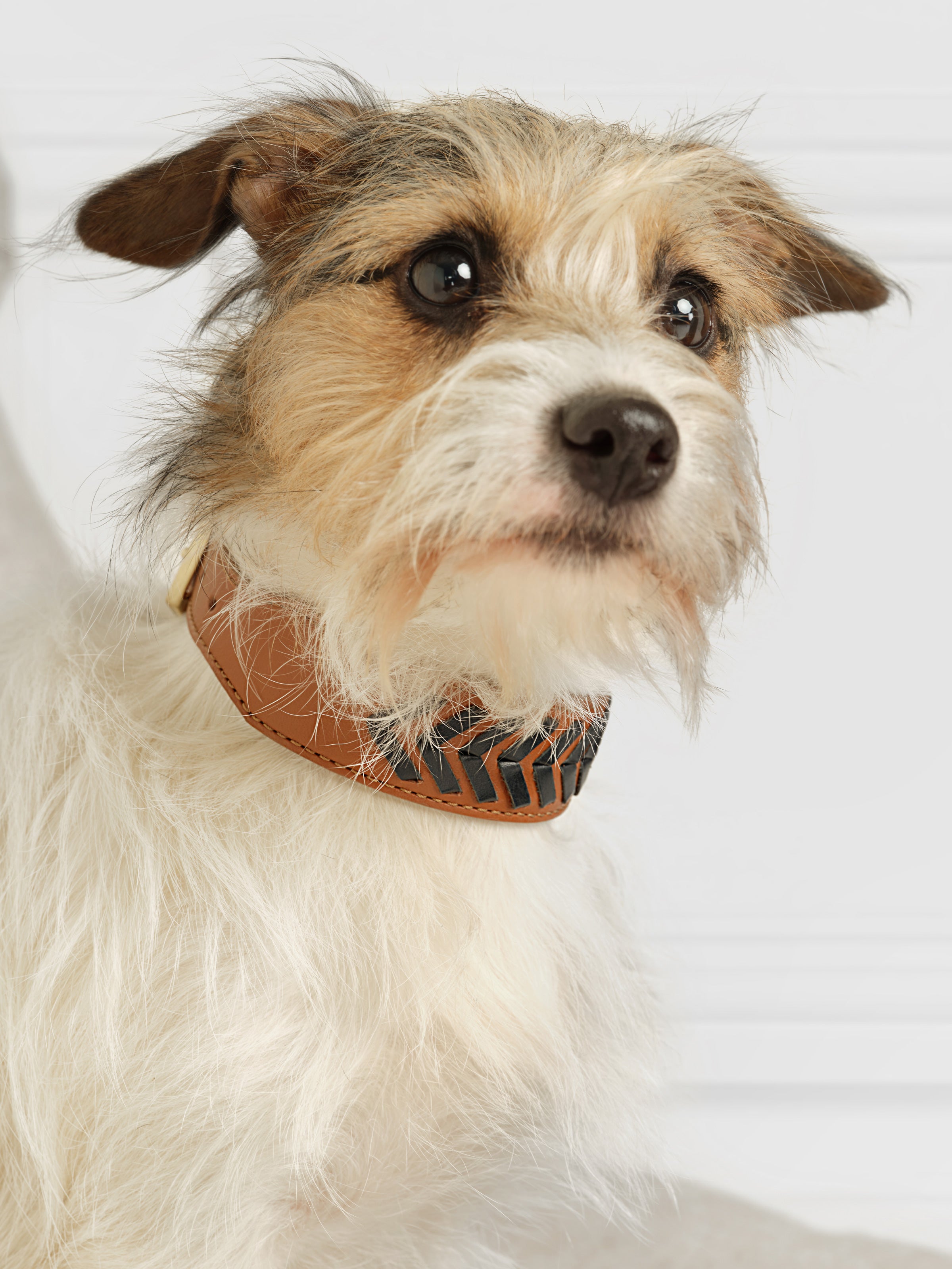 Premium Tetbury Dog Collar - Tan & Navy Adjustable Pet Collar for Small Medium Large Dogs | Durable Nylon with Metal Buckle | Perfect for Daily Walks, Training & Outdoor Adventures
