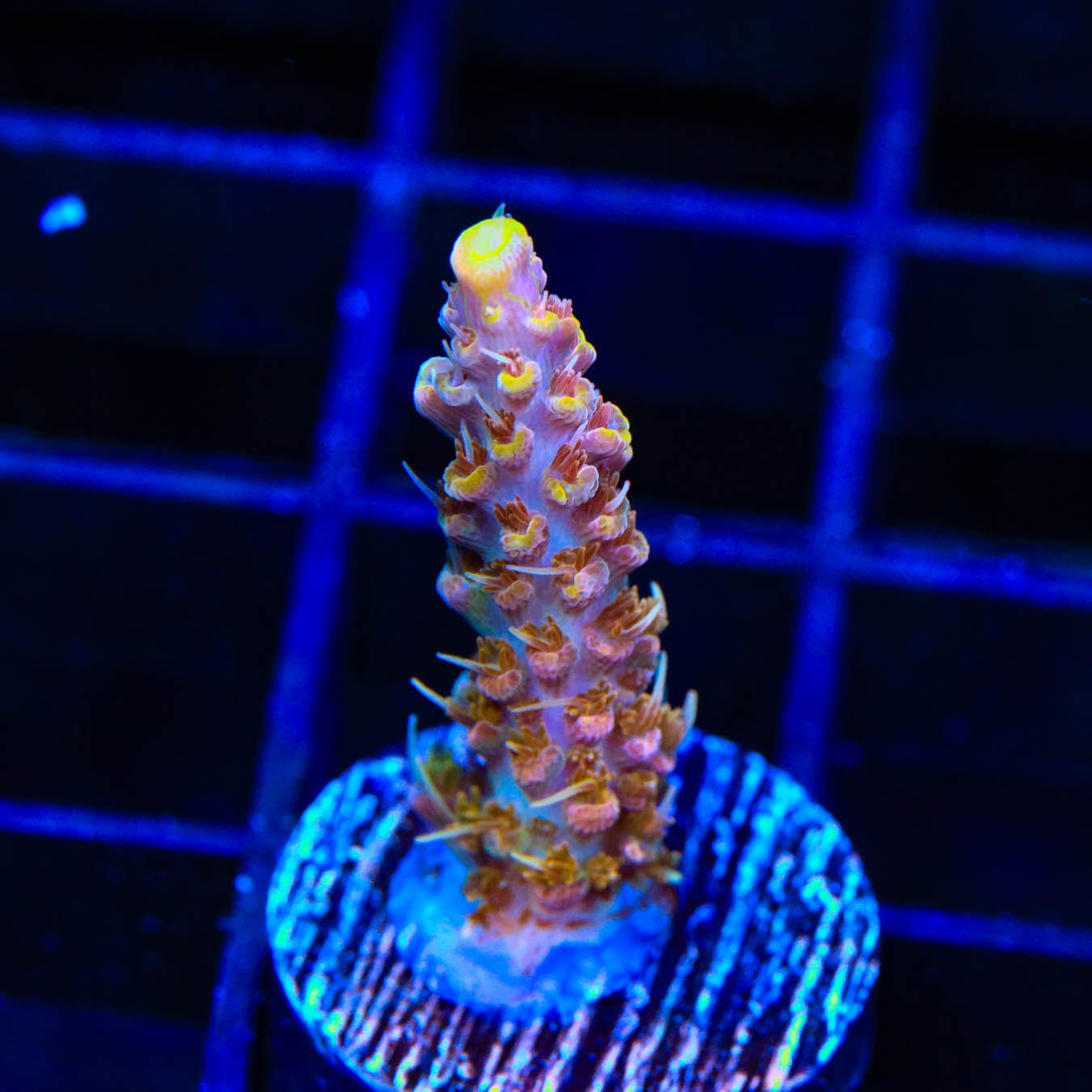 Premium CC Voodoo Majick Acropora Coral for Saltwater Aquariums - Vibrant Live Coral for Reef Tanks & Marine Aquascaping