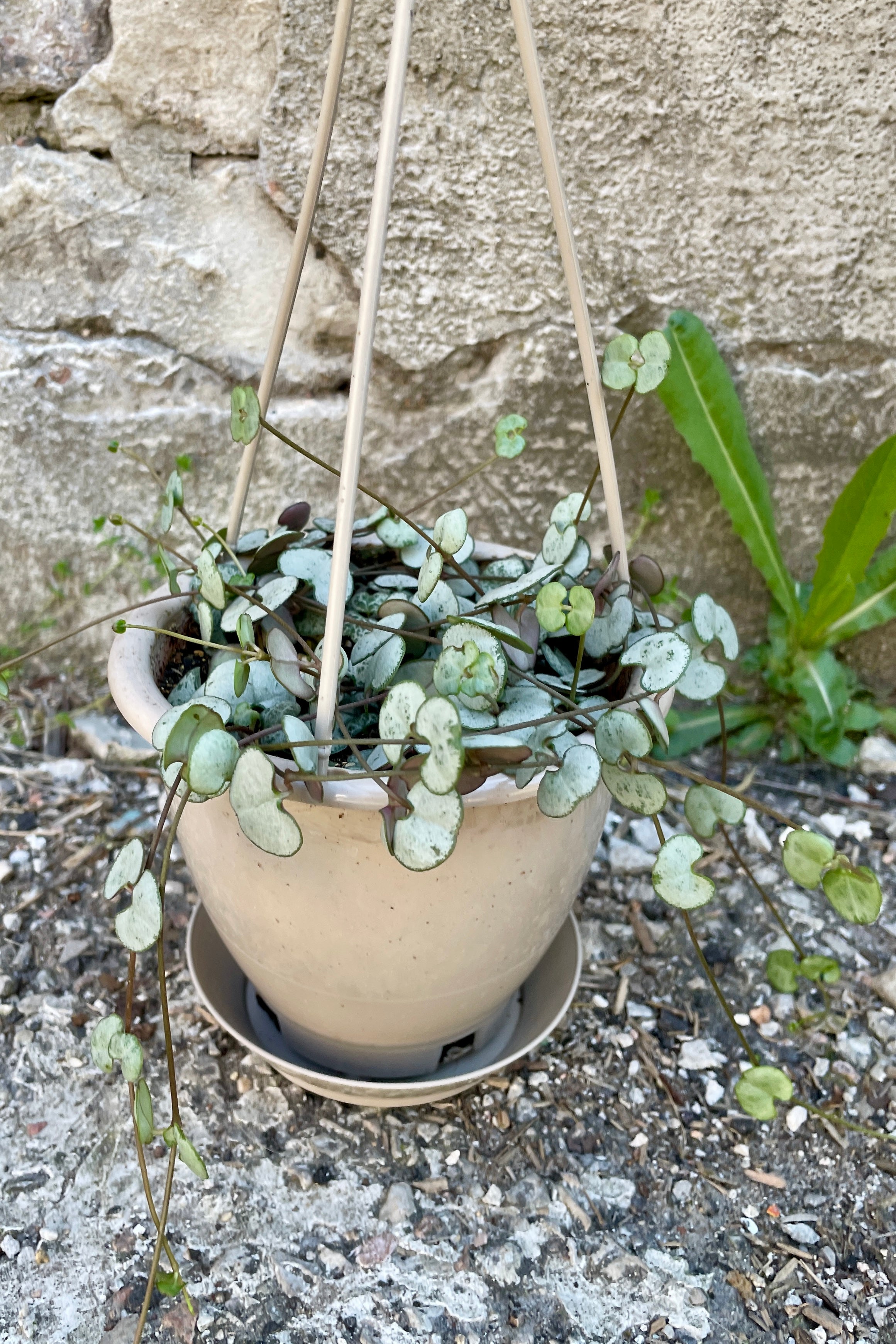 Ceropegia Woodii String of Hearts Live Plant - 4.5 Inch Hanging Basket - Rare Succulent for Home & Office Decor | Perfect for Shelves, Windowsills & Indoor Gardens