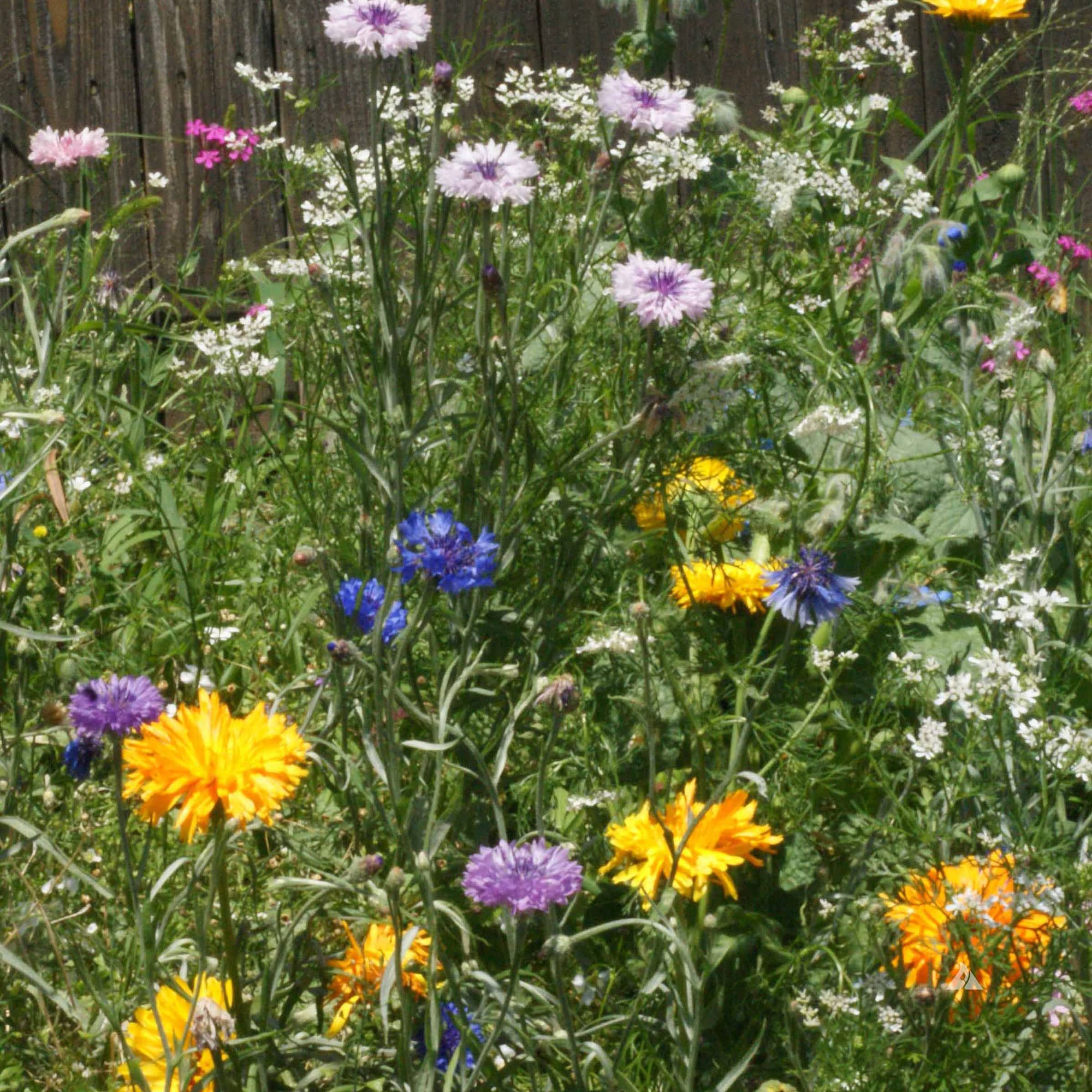 Edible Flower Seed Mix - 5 Lb Bulk ~800,000 Non-GMO Seeds for Gardening, Microgreens & Culinary Use - Perfect for Home Gardens, Restaurants & Organic Farming