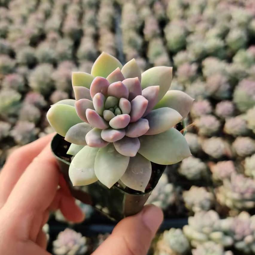 Live Succulent Plants - Sedeveria Lilac Mist in 2 Inch Pot | Indoor/Outdoor Air Purifying Plants for Home, Office & Garden Decor