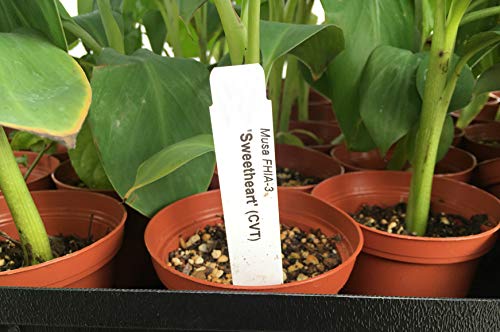 Sweetheart Banana Plant - Rare FHIA-03 Dwarf Banana Tree for Sale - Live Tropical Fruit Plant for Home Garden, Patio & Indoor Decor