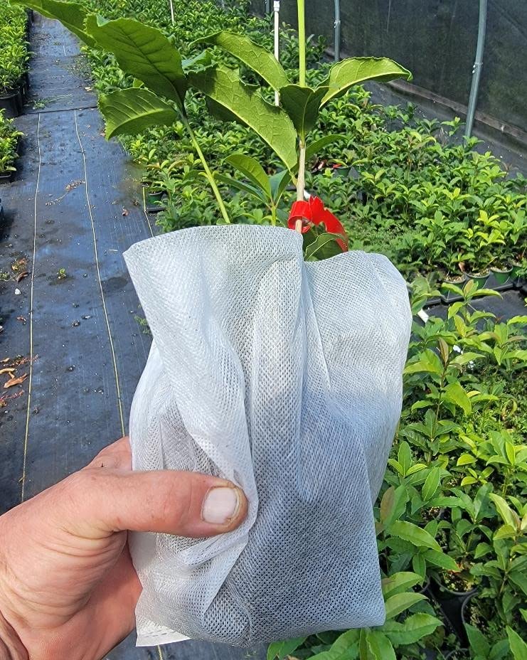 Fragrant Tea Olive (Osmanthus) Plant - Red Flowering, Quart Pot | Sweet-Scented Evergreen Shrub for Landscaping, Hedges & Patio Decor