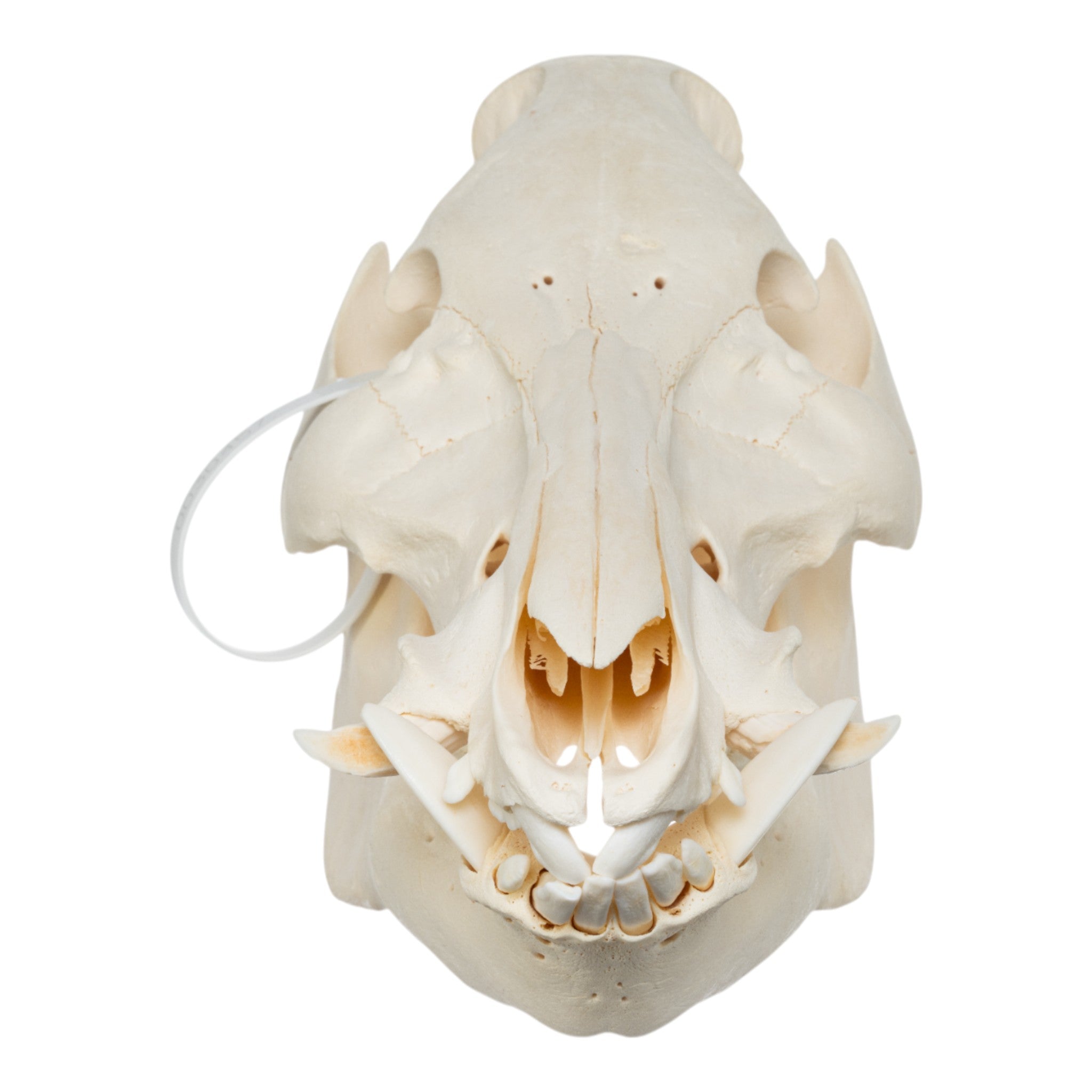 Real Wild Boar Skull - Authentic Taxidermy Specimen for Home Decor, Hunting Trophy & Gothic Display - Perfect for Cabin, Man Cave & Halloween Decorations