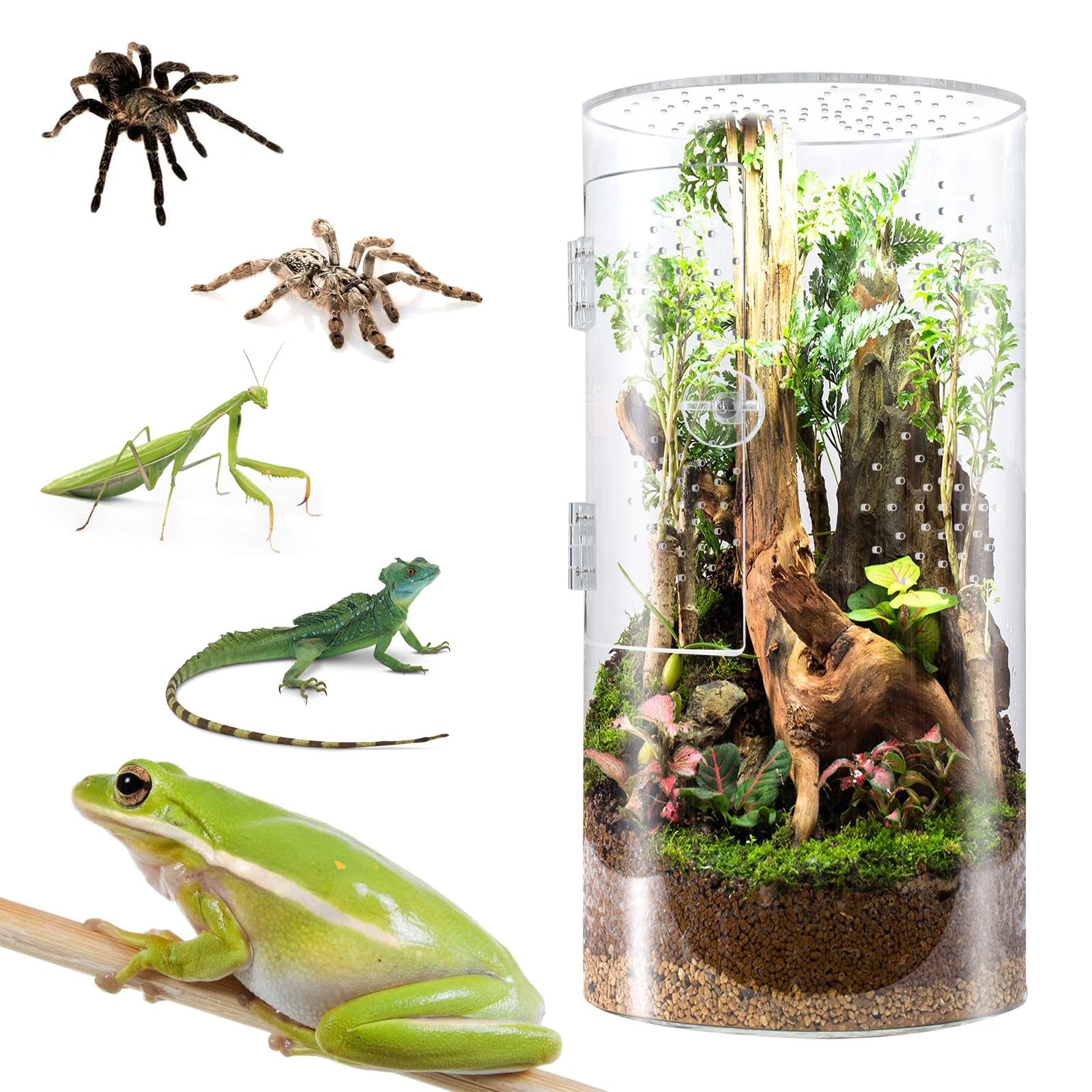 Front Opening Terrarium for Jumping Spiders & Arboreal Tarantulas - 12x6x6 Inch Tall Acrylic Reptile Enclosure with Cross Ventilation & Waterproof Design - Perfect for Pet Spiders, Reptile Habitats & Classroom Science Projects