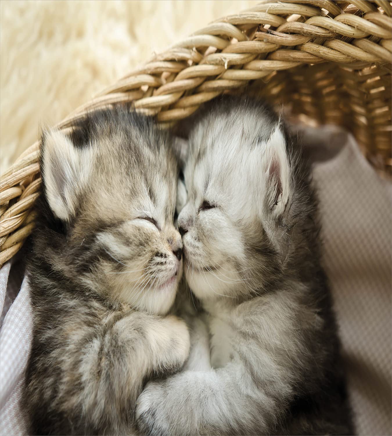 Tabby Kittens Sleeping and Hugging in Basket Cartoon Duvet Cover Set - 2 Pack Queen Size Bedding with 2 Duvet Covers & 4 Pillowcases (Black, Pale Brown, White) - Cozy Animal Print Bedroom Decor for Kids Rooms, Guest Bedrooms and Cat Lovers