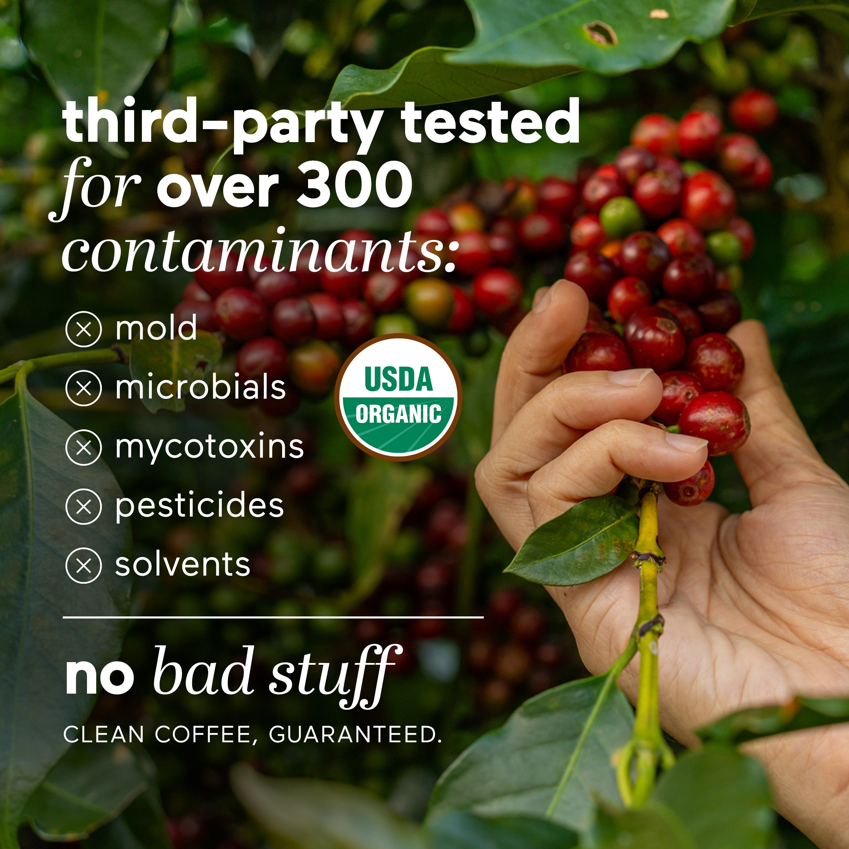 Organic Fair Trade Coffee Beans - Premium Arabica Whole Bean Coffee for Brewing, Cold Brew & Espresso - Perfect for Home, Office & Gifting