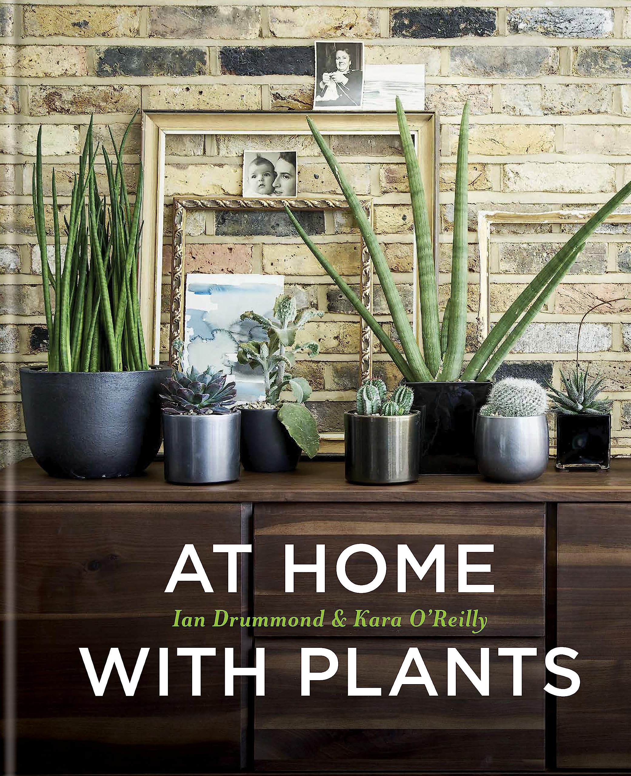 At Home With Plants - Indoor House Plants for Home Decor, Office & Living Room - Best Houseplants for Beginners & Plant Lovers