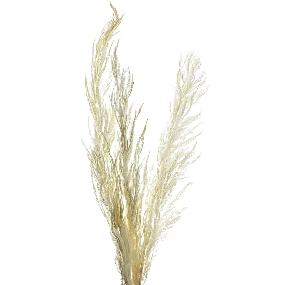 Homeford Dried Natural Eryngium Spray, Bleached White - Perfect for Wedding Bouquets, Home Decor, and Floral Arrangements