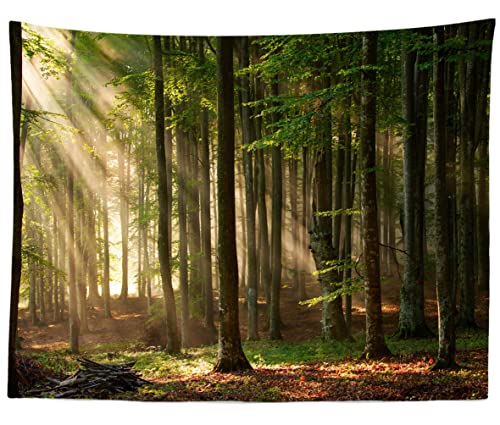 T-Forest-07