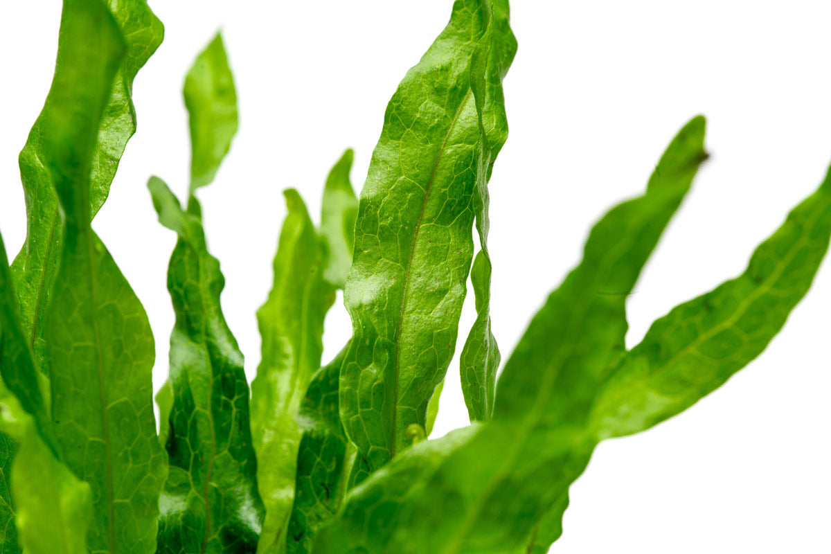 Microsorum Pteropus Flaming - Java Fern Aquatic Plant for Freshwater Aquariums | Perfect for Fish Tanks, Aquascaping & Low-Light Environments