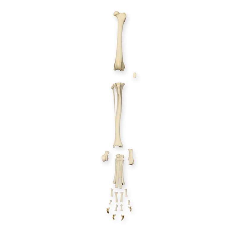 Authentic Real Domestic Dog Hindlimb - High-Quality Canine Leg Bone for Veterinary Study, Taxidermy & Educational Specimens - Perfect for Anatomy Classrooms, Research Labs & Oddity Collectors