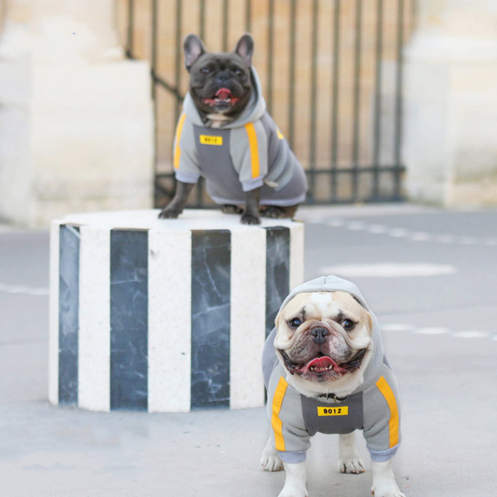 Stylish Dog Hoodie - Cute Puppy Sweater & Jacket for Small Dogs | Chihuahua & Pet Cosplay Costume | Soft Cotton Coat for Daily Walks & Photo Shoots