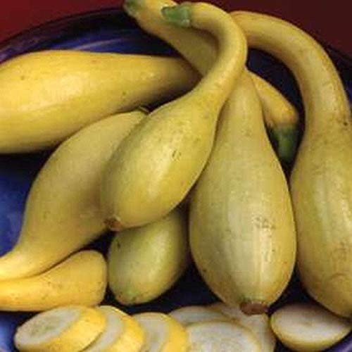 Organic Yellow Crookneck Squash Seeds - Non-GMO Heirloom Variety (25+ Seeds) for Home Vegetable Gardening | Perfect for Summer Squash Recipes, Container Gardening & Farmers Market Harvests