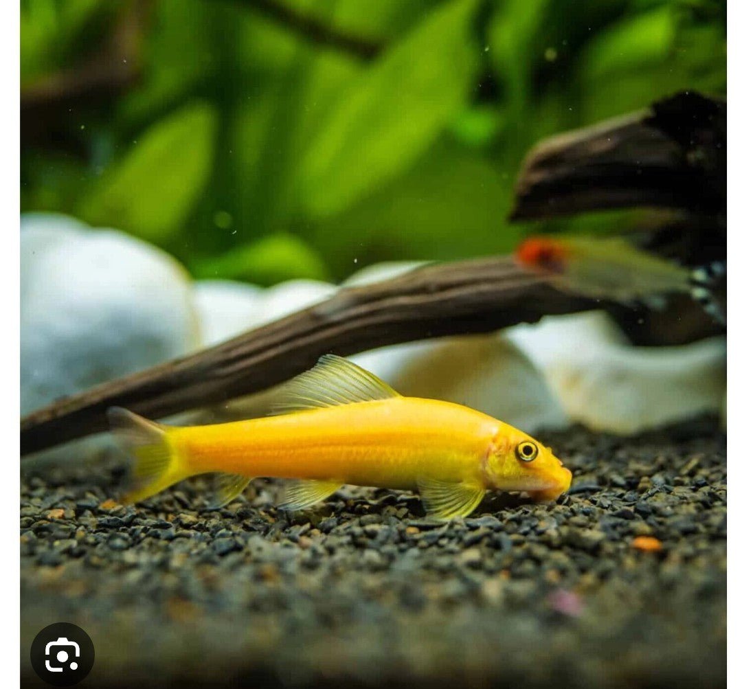 Golden Algae Eater Fish - Tropical Freshwater Aquarium Cleaner for Tanks & Ponds - Best for Algae Control & Tank Maintenance