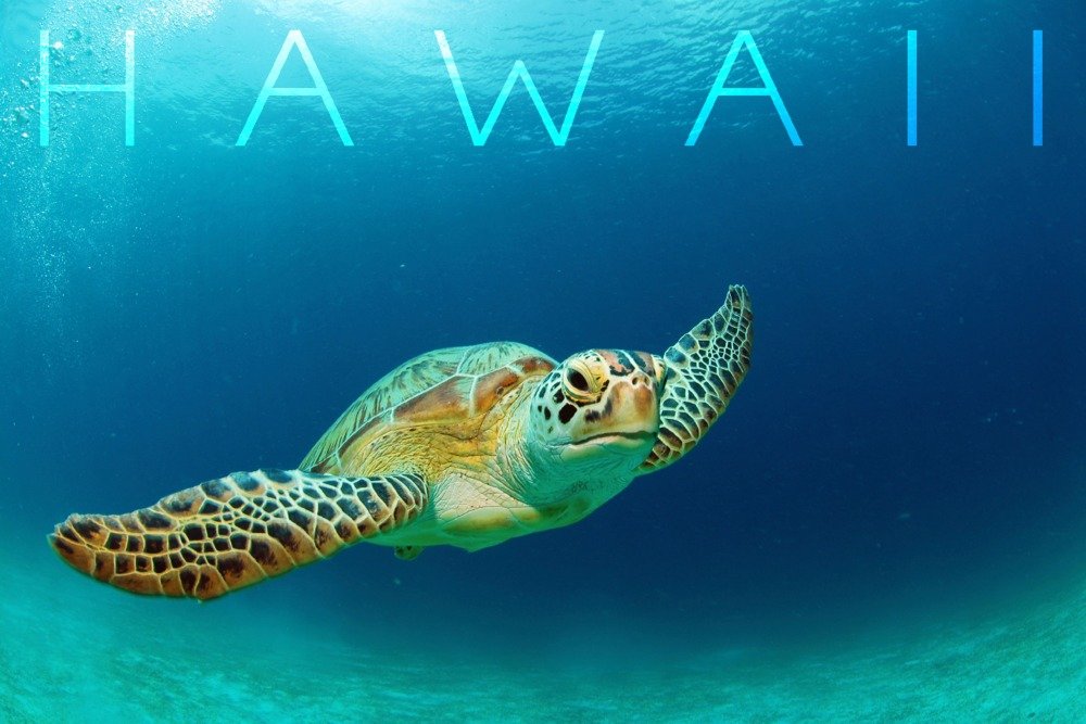 Hawaii Sea Turtle Wall Art - 16x24 Wrapped Canvas Print, Ocean Themed Home Decor for Living Room, Bedroom & Beach House