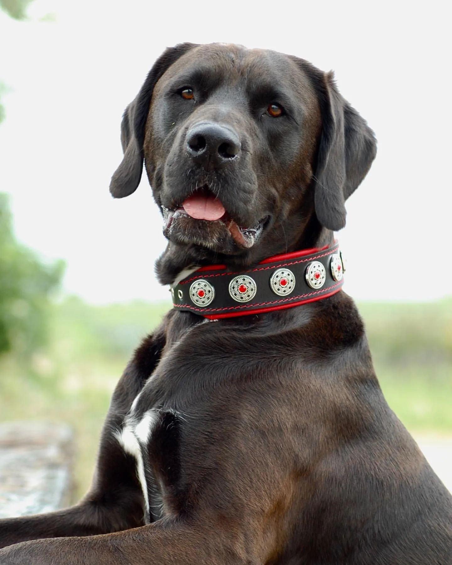 Elegant Bijou Collar Necklace - Black & Red Crystal Choker for Women | Perfect for Evening Parties, Weddings & Special Occasions