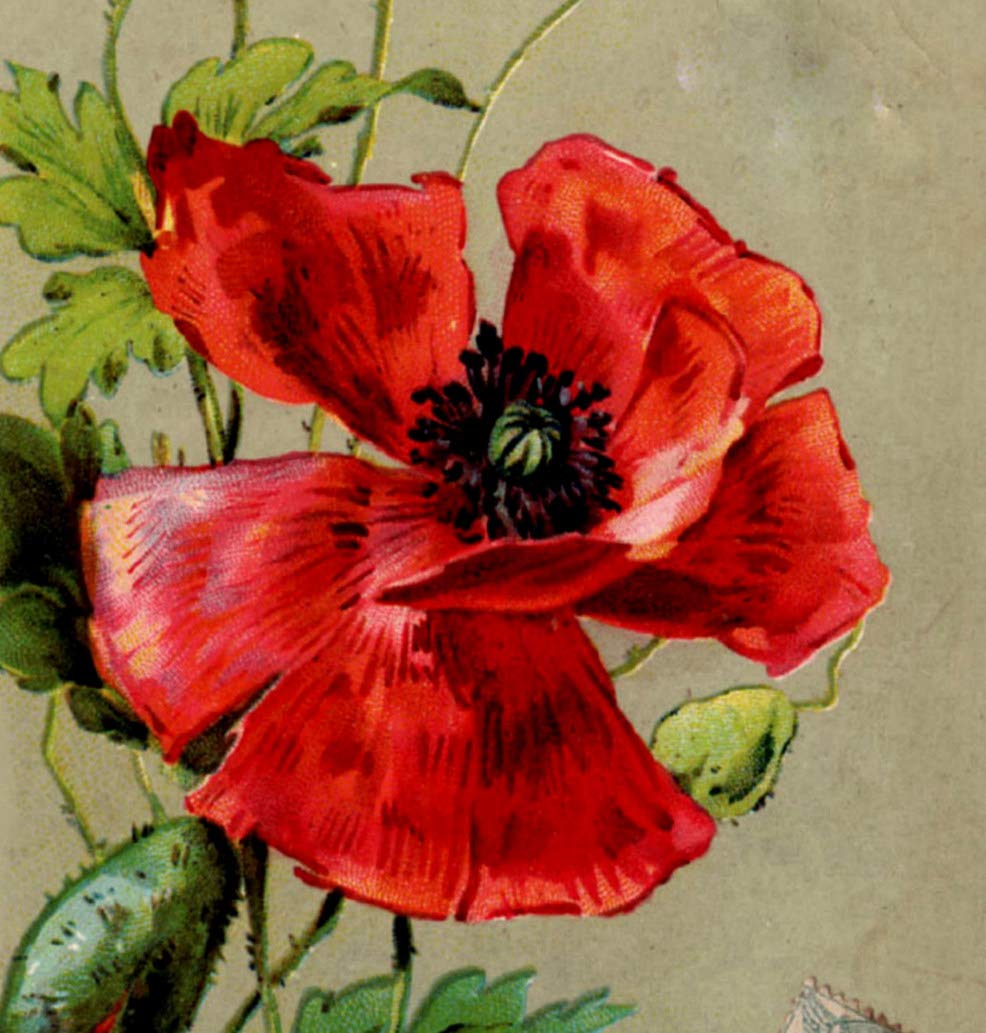 5D DIY Diamond Painting Kit - Vintage Red Poppy Flower Full Drill Art, 20x16 Inch Realistic Canvas Craft for Home Wall Decor, Perfect Gift for Adults & Beginners (Great for Living Room, Bedroom, Office Decoration)
