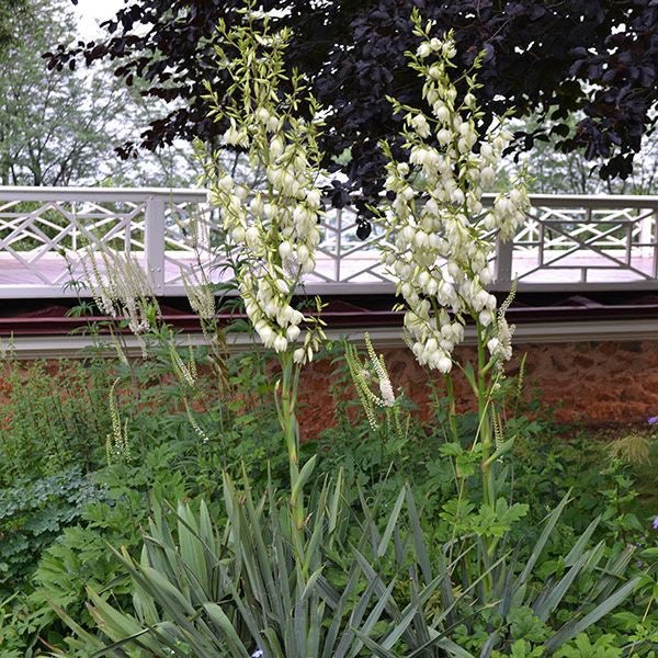 Adam's Needle Yucca Plant (Yucca filamentosa) - Drought-Tolerant Perennial for Landscaping, Xeriscaping & Desert Gardens