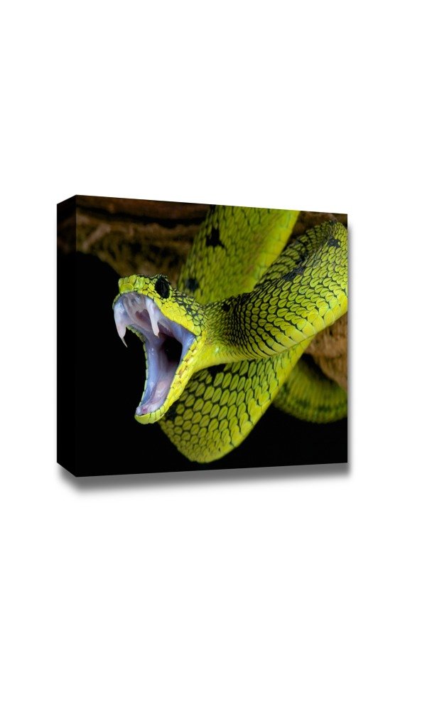 Striking Snake Attack Canvas Wall Art - 24x36 Inch Modern Home Decor, Stretched Gallery Wrap Giclee Print Ready to Hang | Perfect for Living Room, Bedroom or Office Decor