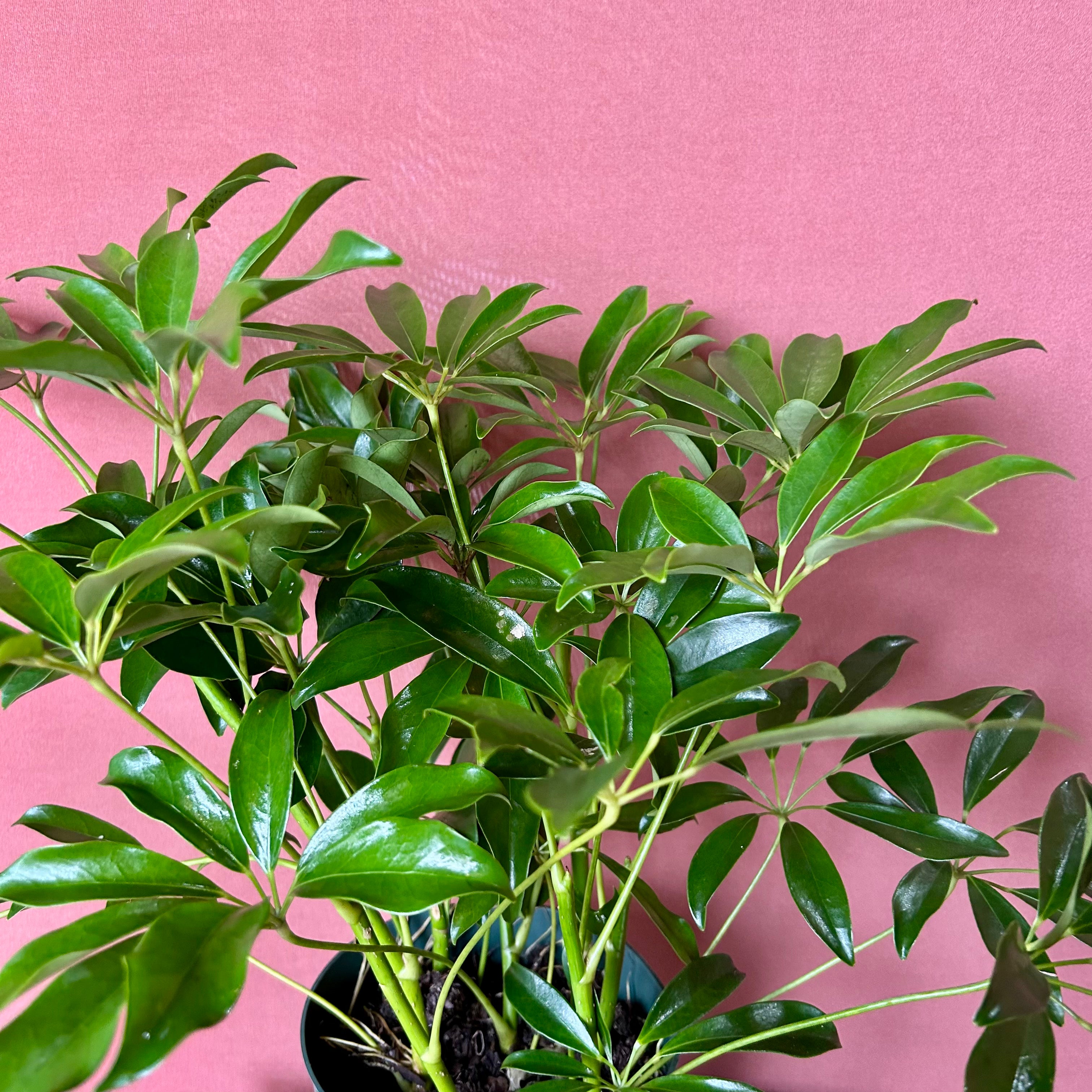 Arboricola Plant - Medium Size - Perfect for Home & Office Decor - Indoor Greenery & Air Purifying Houseplant