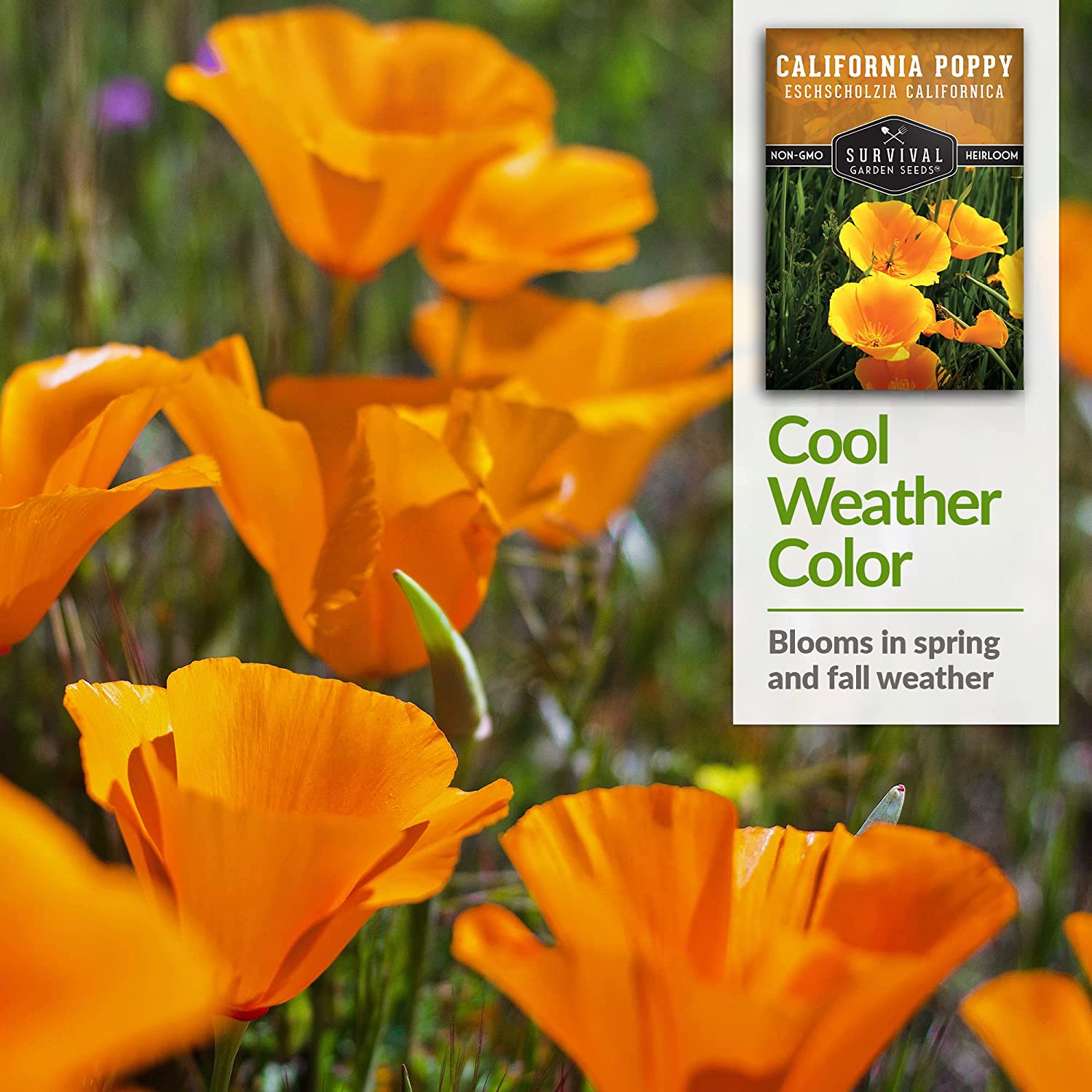 California Poppy Seeds - Organic, Non-GMO, Heirloom Variety for Planting & Gardening - Perfect for Wildflower Gardens, Landscaping & Pollinator-Friendly Yards