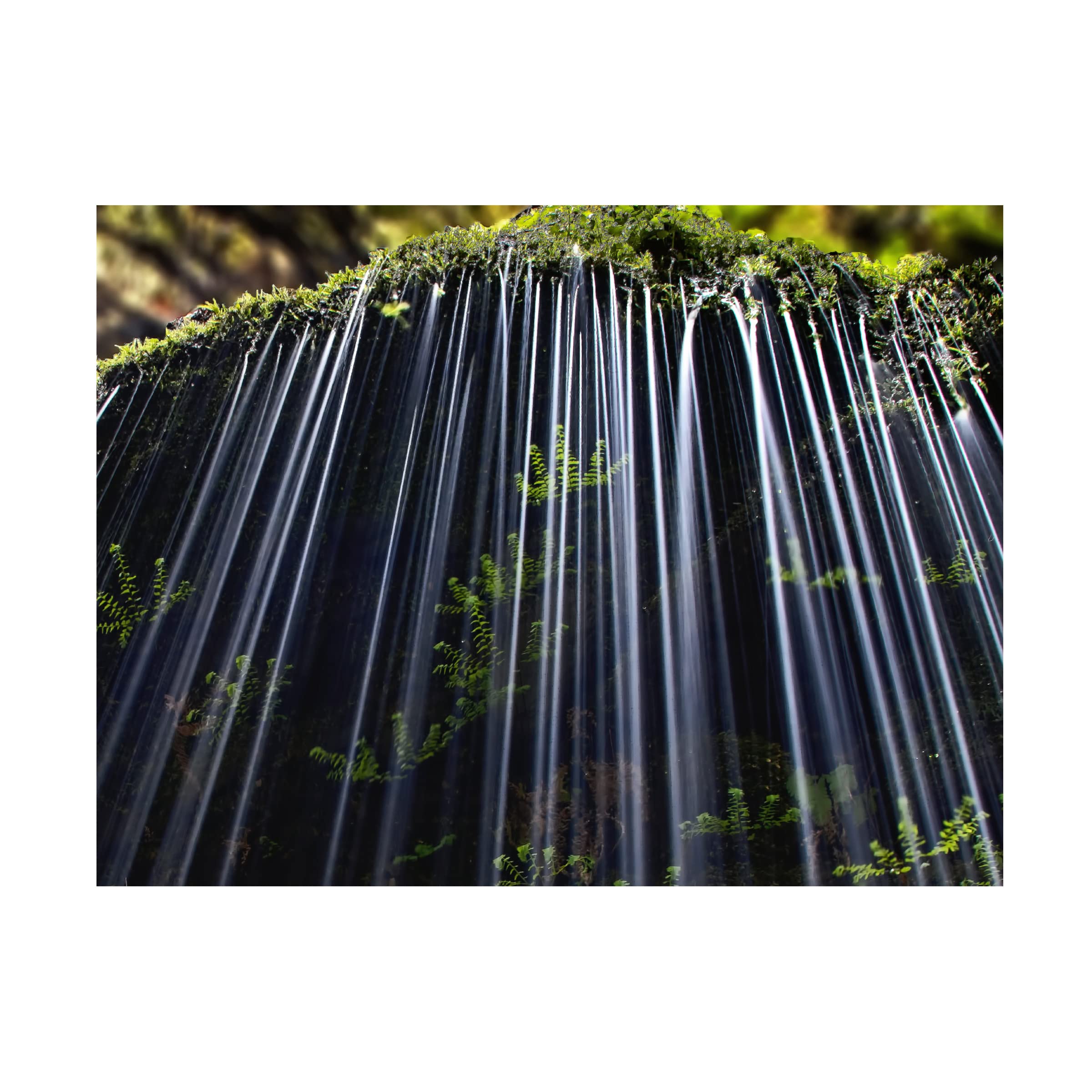 Andrew J. Lee 'Ferns In Spring' Canvas Wall Art Print - Nature Botanical Decor for Living Room, Bedroom & Office