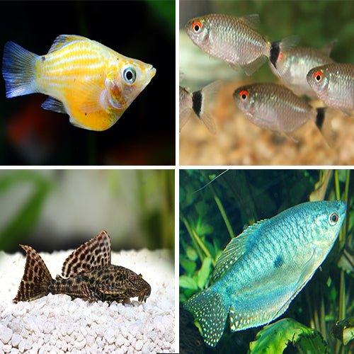 17 Pack Tropical Fish Bundle - Molly, Tetra, Gourami & Catfish for Freshwater Aquarium | Perfect for Community Tank Setup & Fish Breeding
