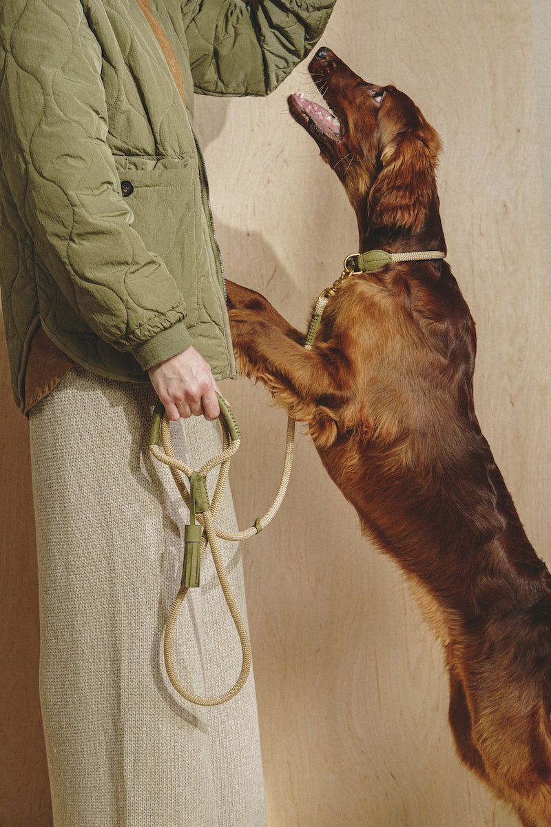 Premium Makarony Beige Rope Leash & Green Collar Set for Dogs – Durable, Stylish Walking Kit for Small & Medium Breeds – Perfect for Outdoor Adventures, Training & Daily Walks