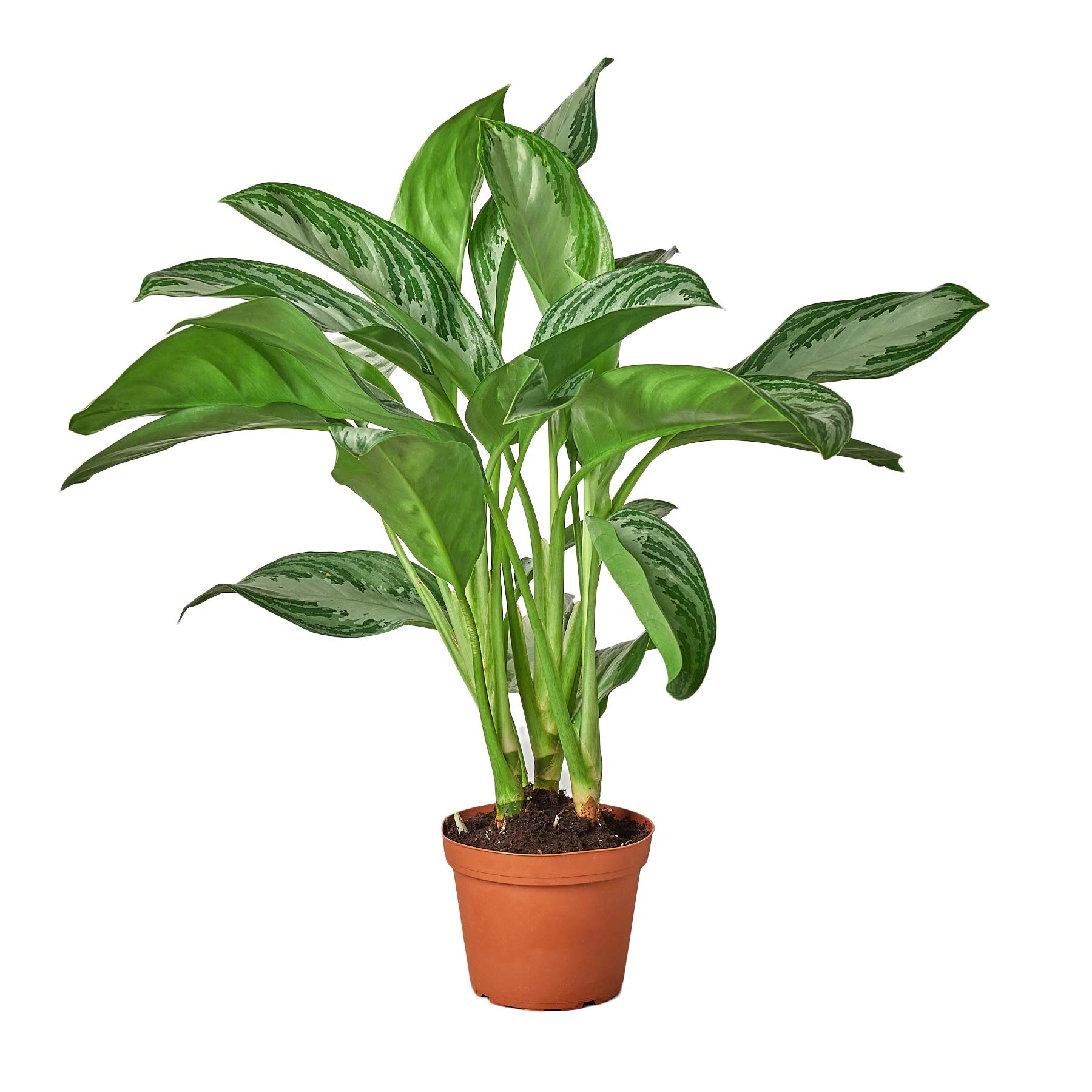 Chinese Evergreen 'Silver Bay' Live Indoor Plant - 6