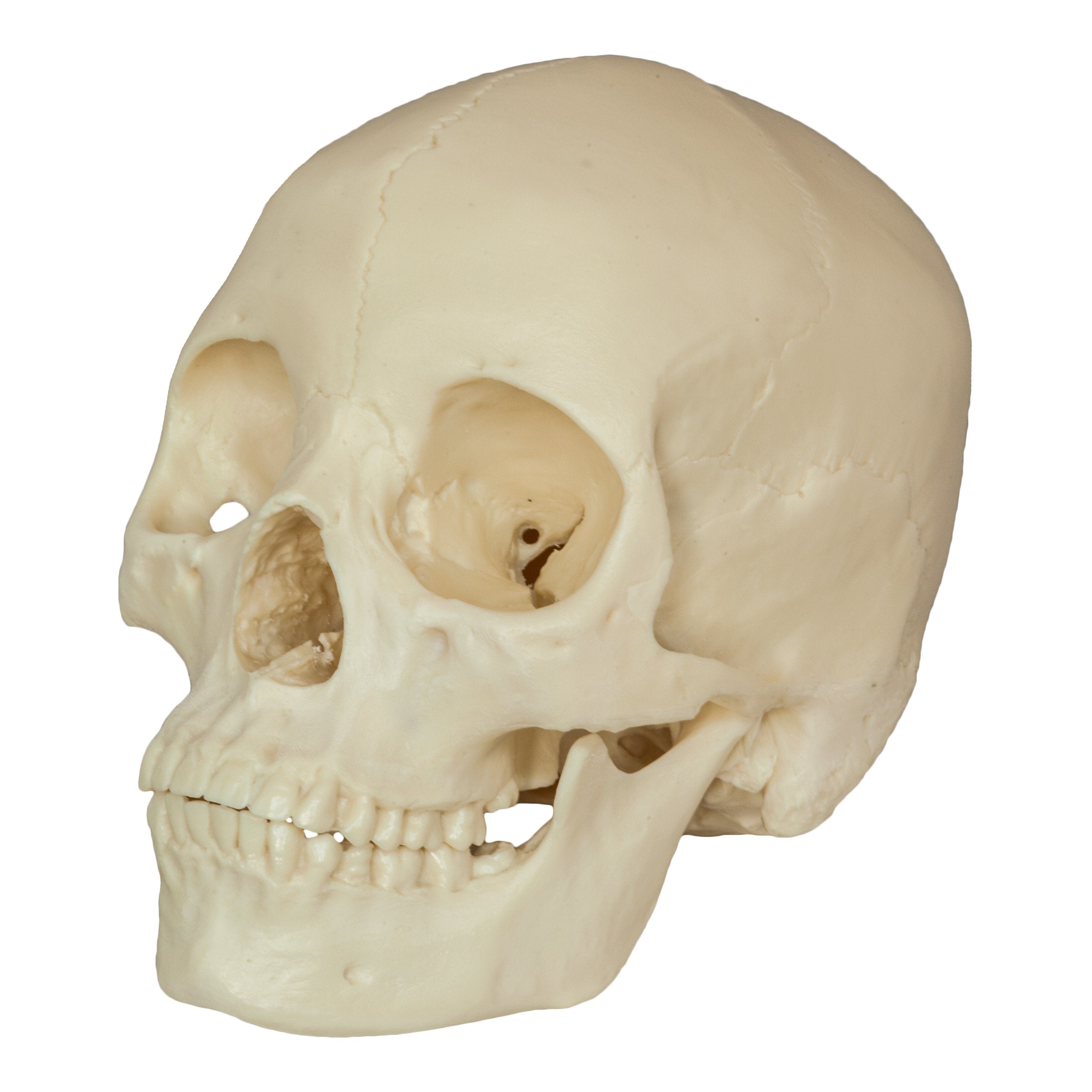 Realistic Asian Female Human Skull Replica - Detailed Anatomy Model for Medical Study, Halloween Decor & Collectible Display