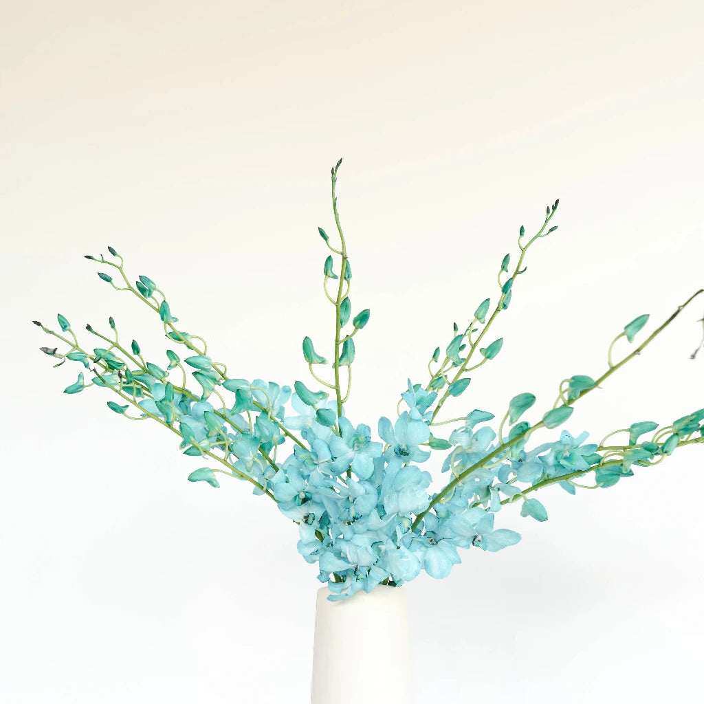 Blue Dendrobium Orchids - Fresh Cut Flowers for Home Decor, Weddings & Events | Elegant Floral Arrangements & Gifts