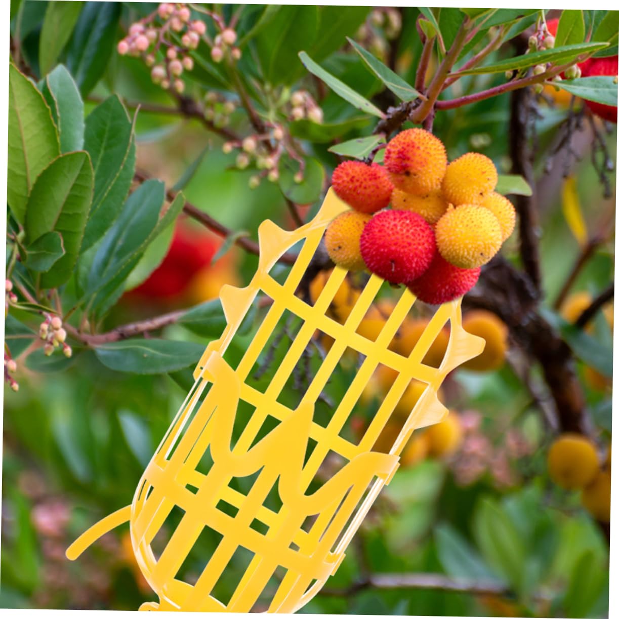 Hemoton Plastic Fruit Picker Basket with Pole - Garden Harvesting Tool for Avocados, Oranges, Mangoes - Lightweight Fruit Catcher for Home Orchards & Farms (Random Color) - Perfect for Harvesting High Tree Fruits Safely