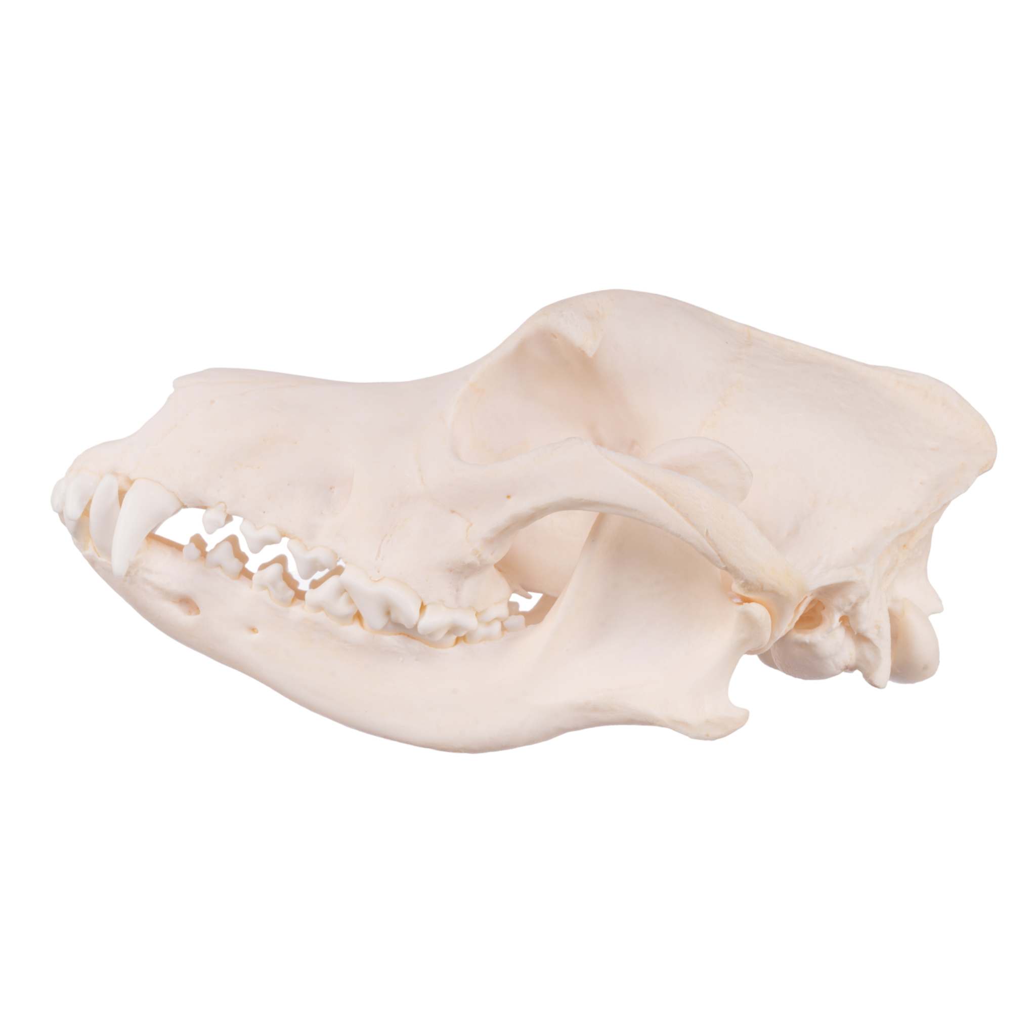 Authentic Domestic Dog Skull - Real Husky Skull Specimen for Taxidermy, Veterinary Study & Gothic Decor | Perfect for Halloween, Oddity Collections & Science Education