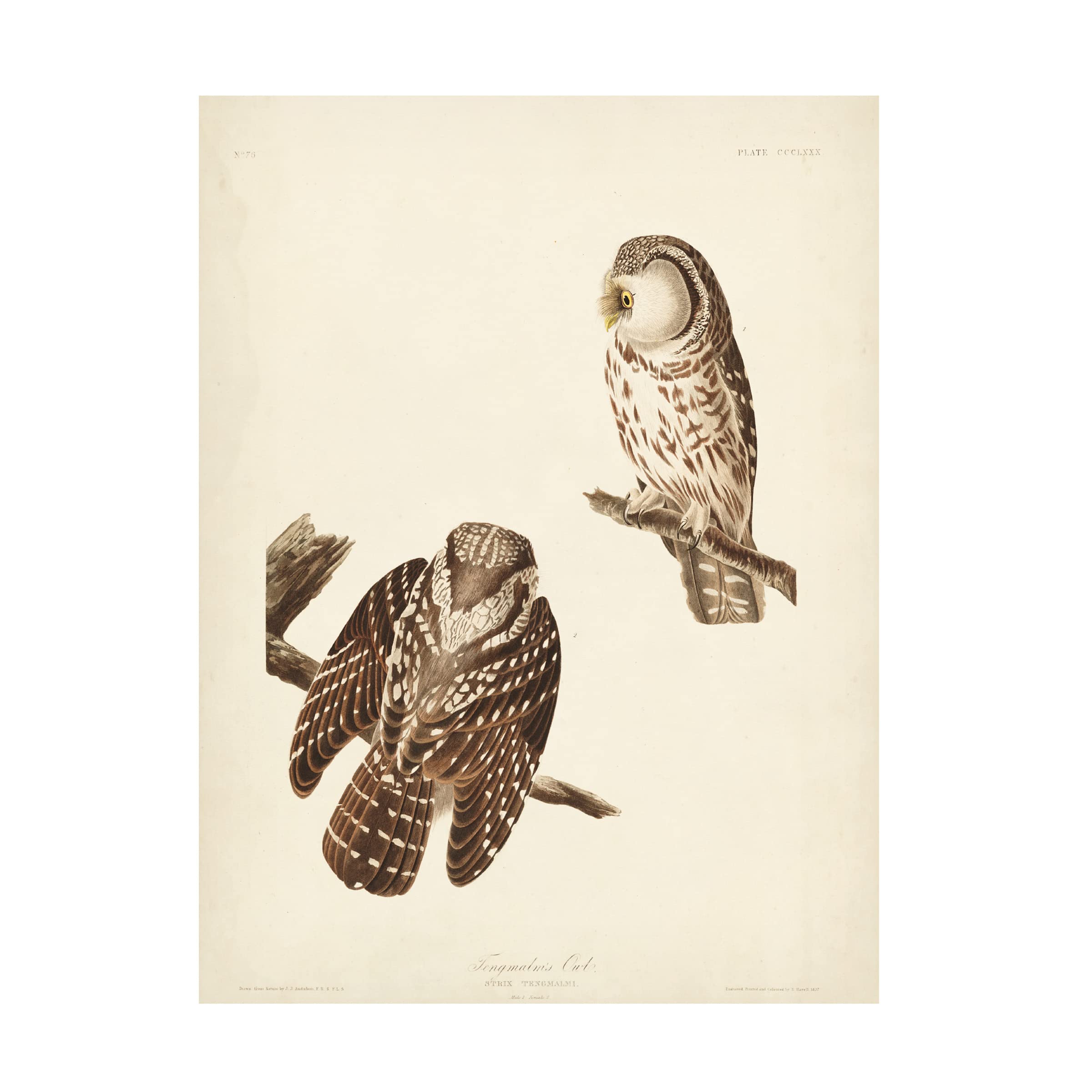 Trademark Fine Art 'Tengmalms Owl' Canvas Wall Art Print by John James Audubon - 24x32 Inches - Nature Wildlife Bird Decor for Living Room, Bedroom & Office