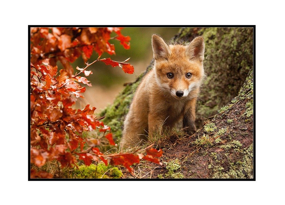 Baby Fox Kit Wall Art - 24x16 Stretched Canvas Painting in Wooden Frame - Perfect for Nursery, Kids Room & Home Decor