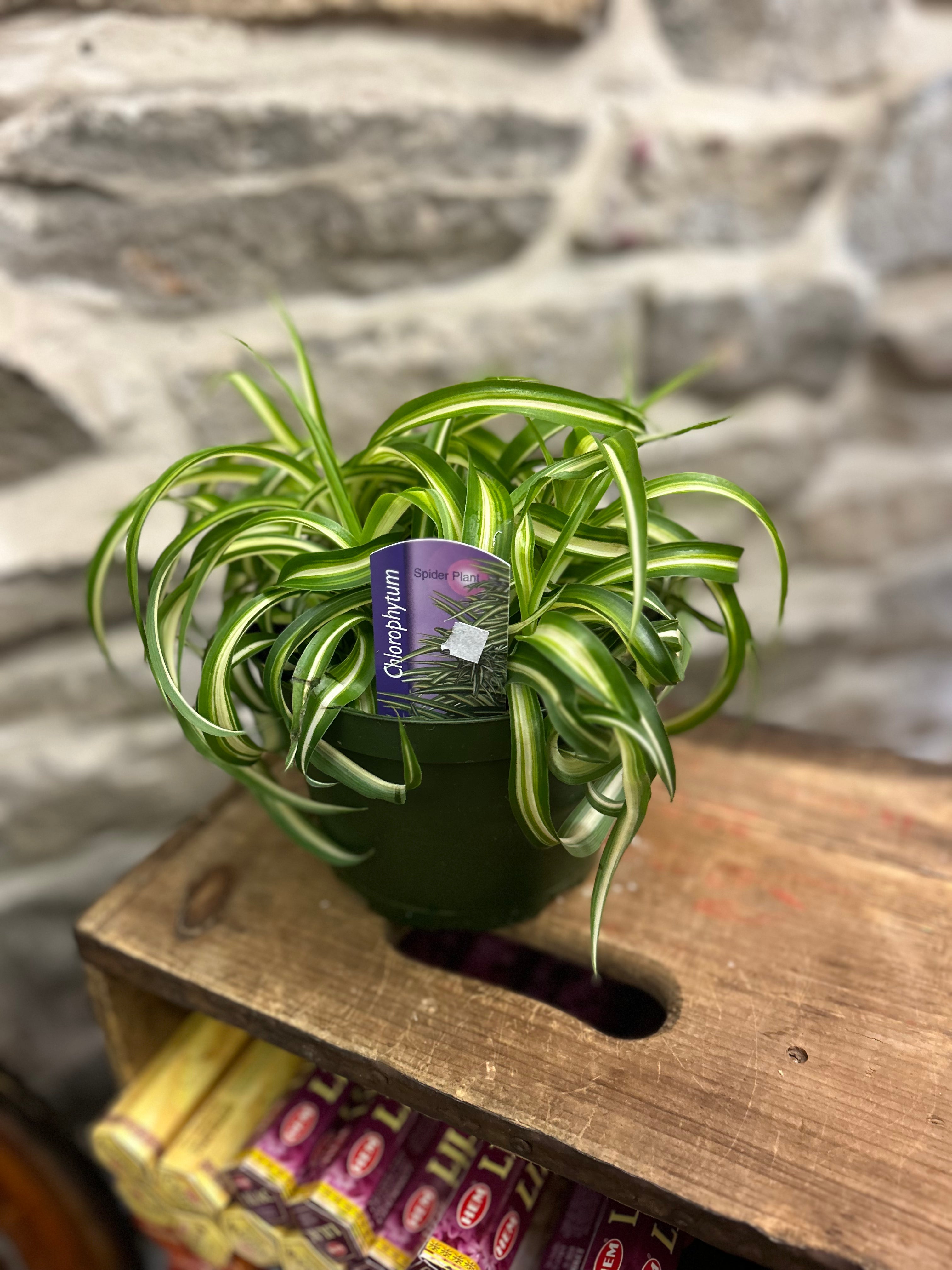 Spider Plant (Chlorophytum Comosum) - Easy Care Air Purifying Indoor Houseplant for Home, Office, and Garden Decor