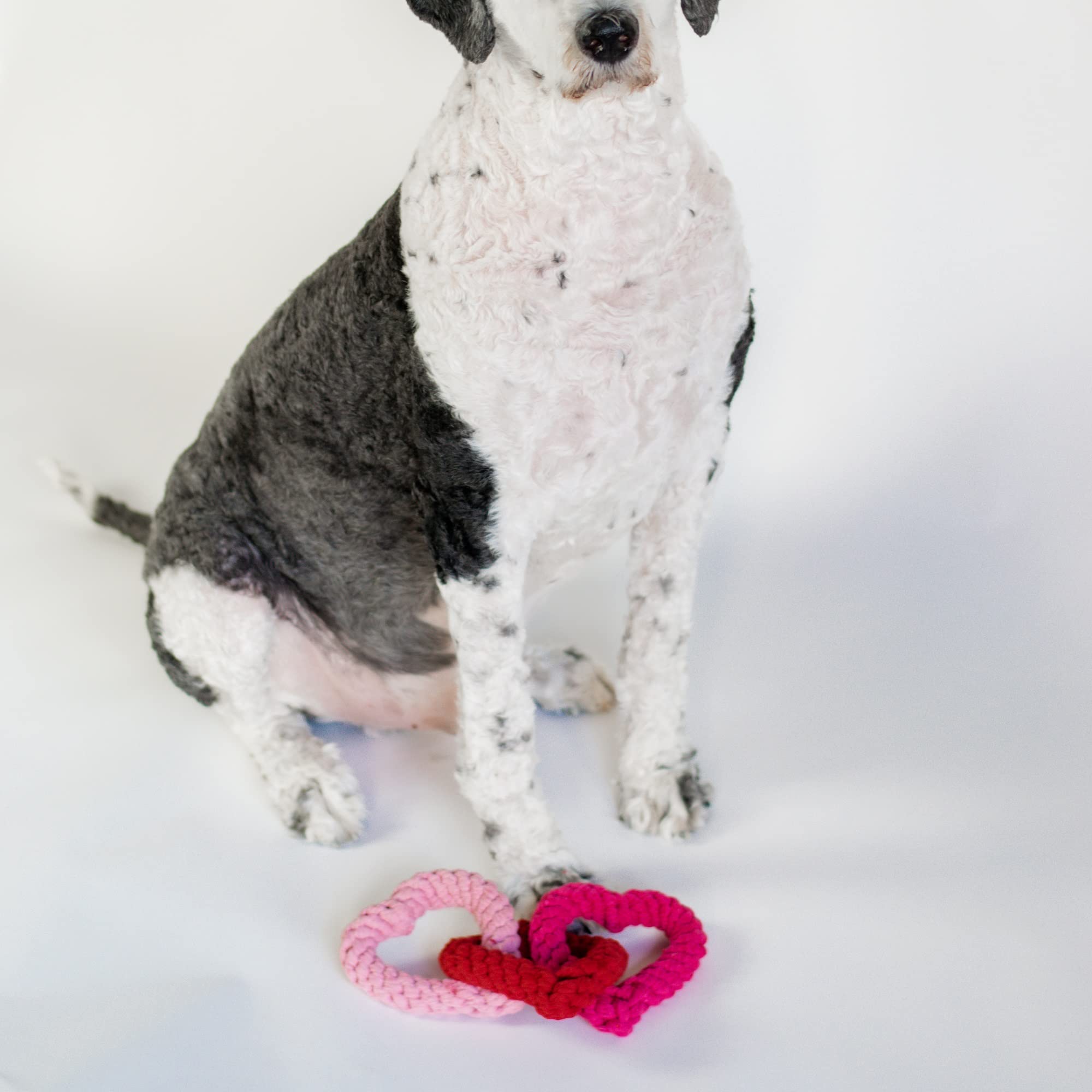 Midlee Interlocking Heart Rope Valentine Dog Toy - 6 Inch Pink & Red Small Tug Toy for Puppies - Perfect for Valentine's Day Playtime, Training, and Bonding with Your Pet