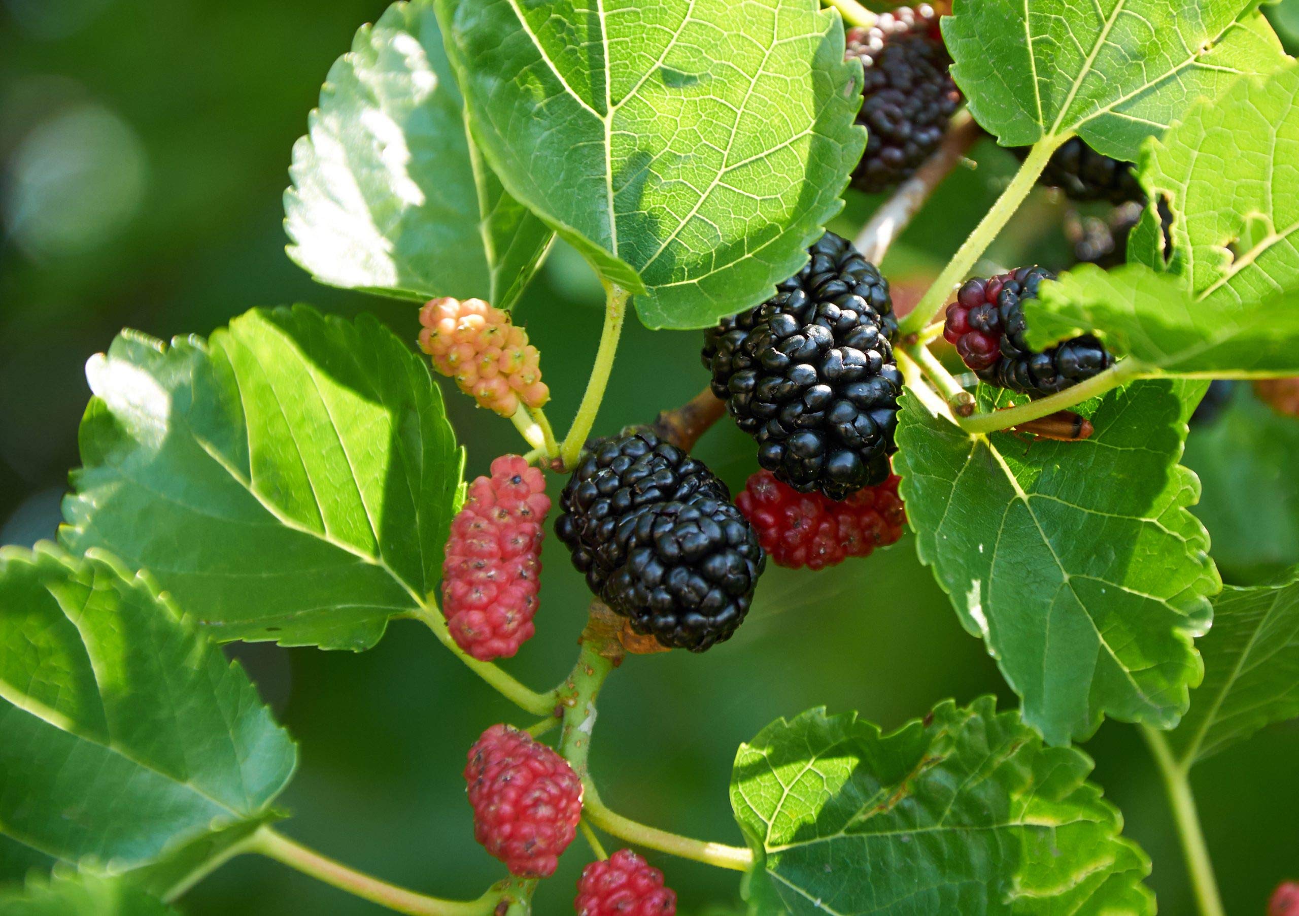 Everbearing Mulberry Tree - Live Fruit Plant in 6 Inch Pot - Sweet Edible Berries for Home Garden, Patio & Landscaping - Perfect for Fresh Eating, Jams & Shade Planting