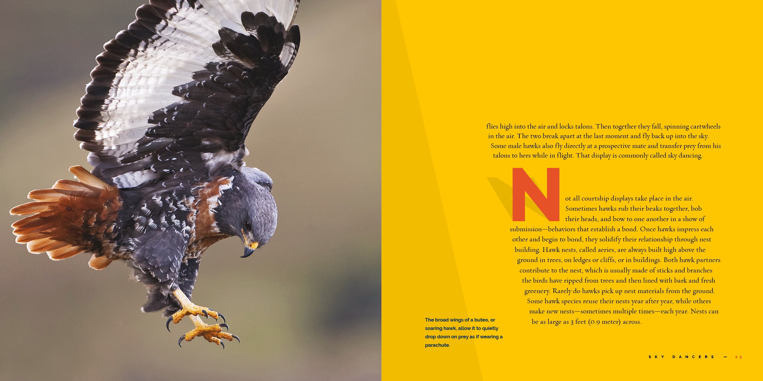 Hawks Book 9781640267855 - Wildlife Birds of Prey Guide for Bird Watching & Nature Enthusiasts | Perfect for Outdoor Adventures & Educational Gifts