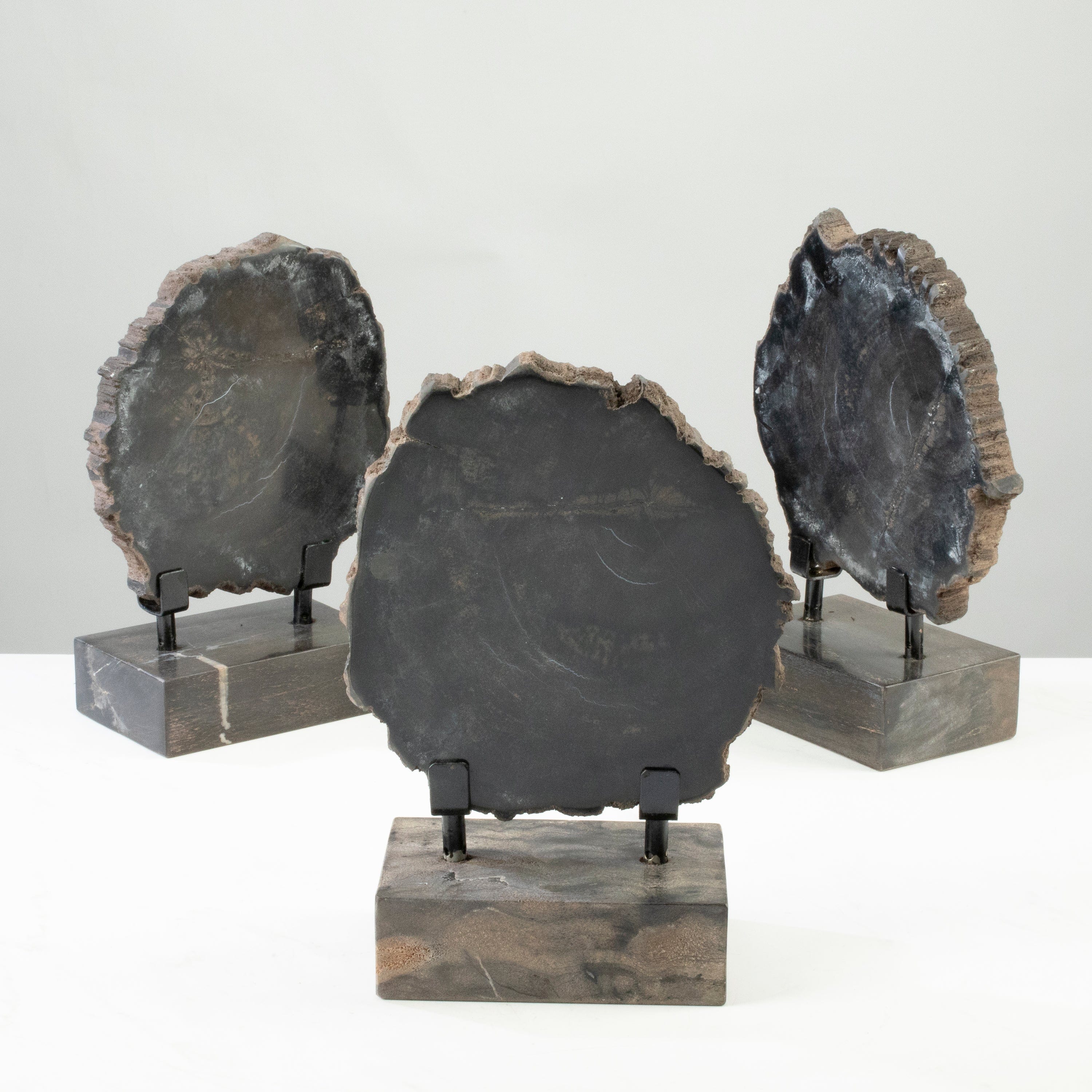 12 Natural Black Petrified Wood Slices on Display Stand - Perfect for Home Decor, Office Desk, Meditation & Spiritual Gifts