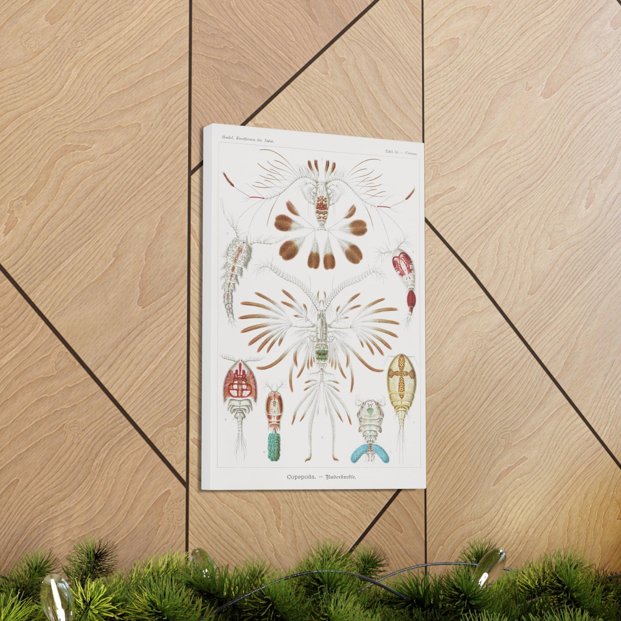 Copepoda Ruderkrebse by Ernst Haeckel - Premium Canvas Art Print for Home & Office Decor | Marine Biology Wall Art | Scientific Illustration Gift