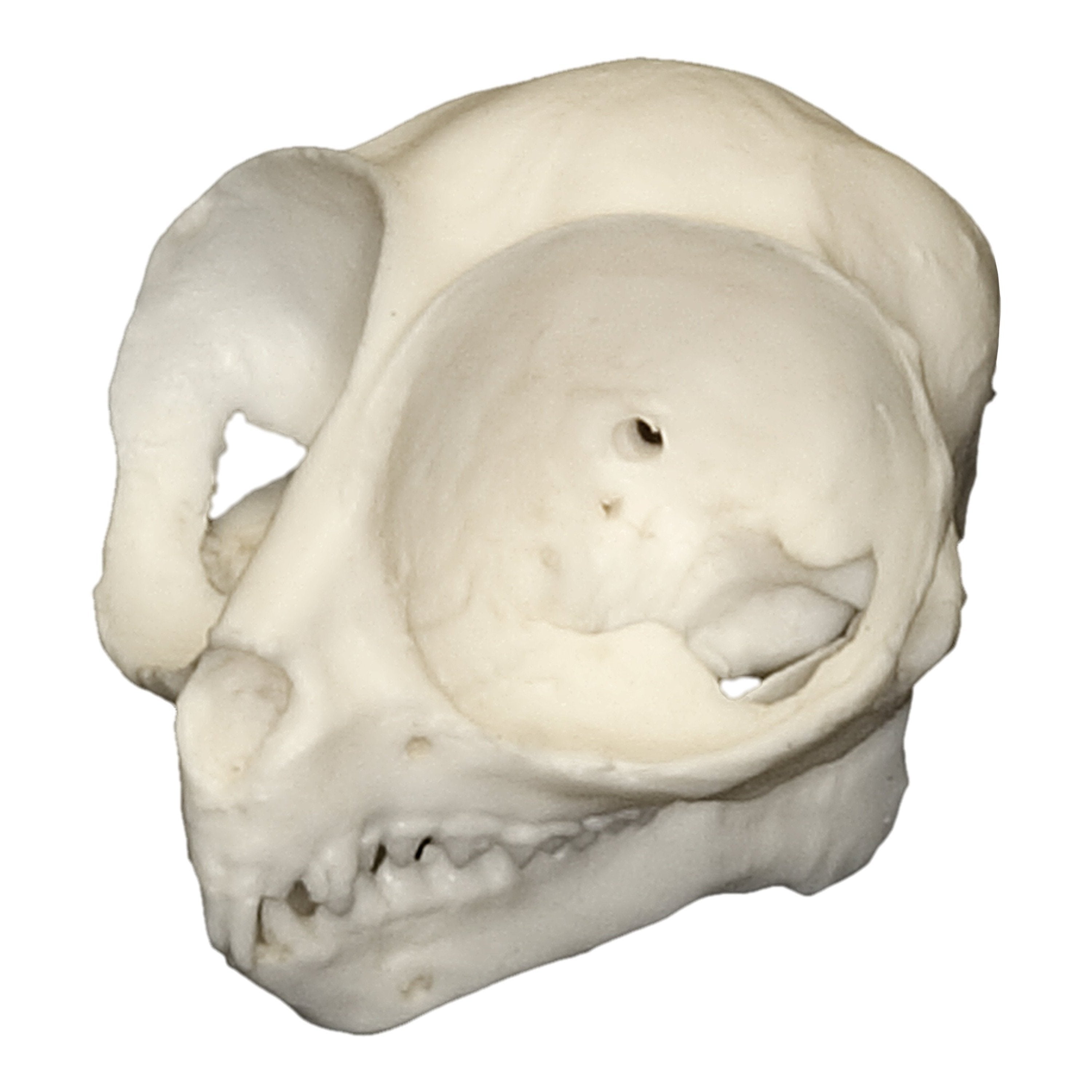 Authentic Replica Philippine Tarsier Skull - Handcrafted Collectible for Science Education, Home Decor & Unique Gift Ideas | Perfect for Biology Classrooms, Museum Displays & Gothic Home Decor