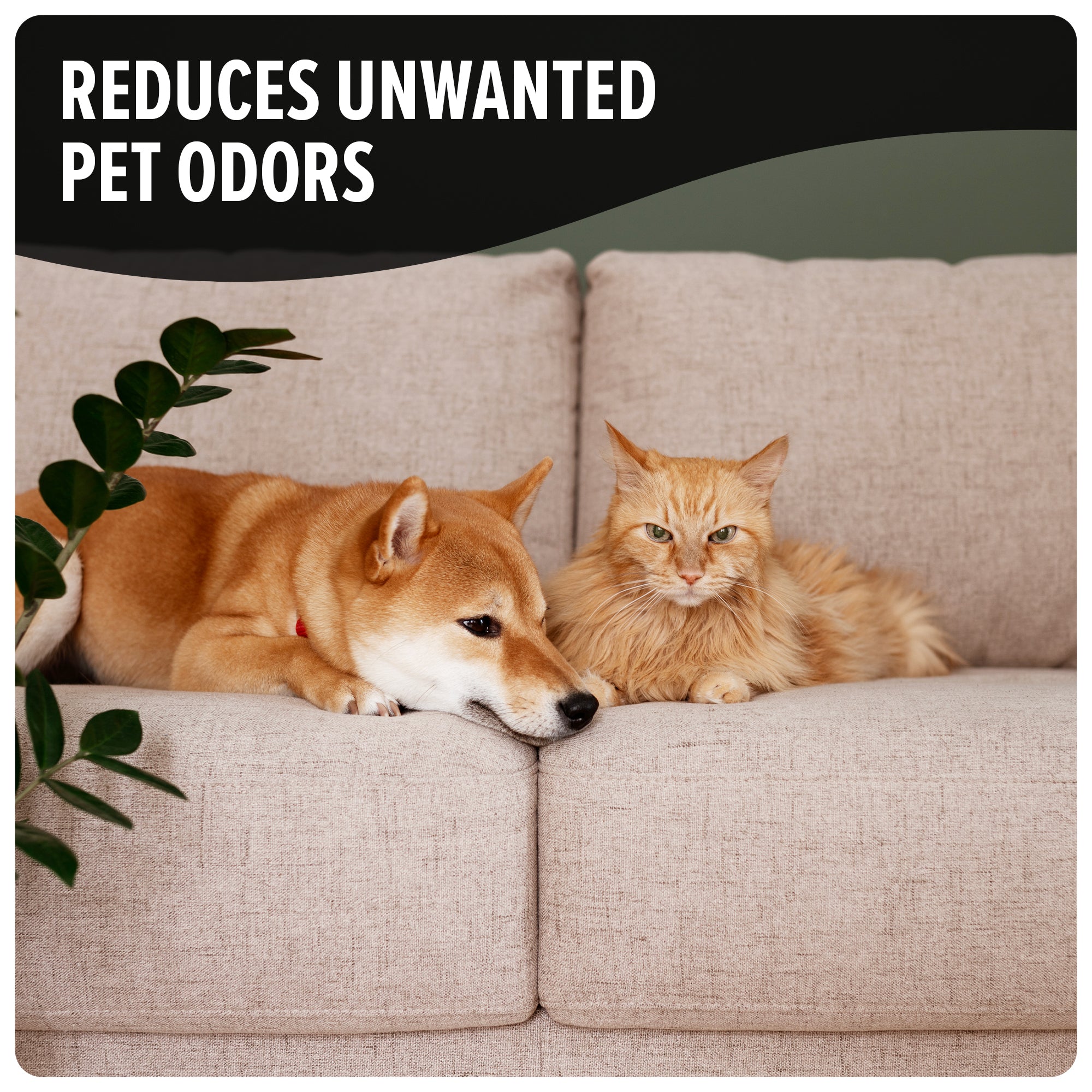 Best Pet Carpet Powder for Odor Removal - Safe & Effective for Dogs & Cats - Freshen Carpets & Rugs at Home