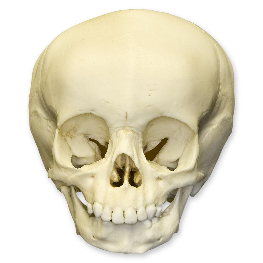 Authentic Replica 15-Month-Old Human Child Skull - Realistic Anatomy Model for Medical Study, Forensic Science & Educational Display