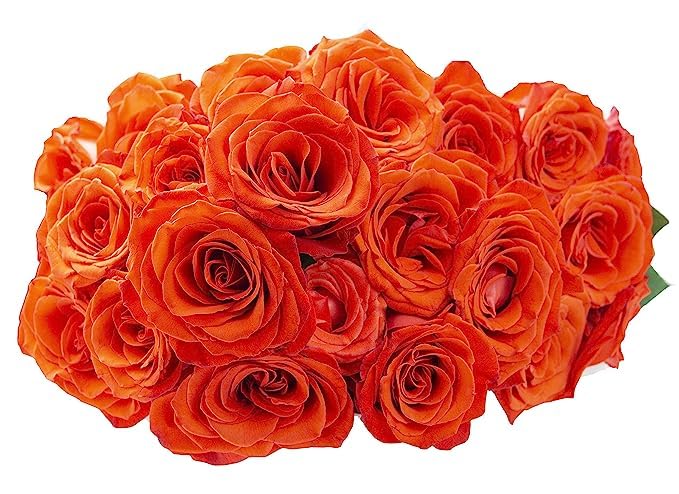 25 Fresh Orange Roses - Farm Direct Wholesale Blooms | Next Day Delivery for Mother's Day, Birthday, Valentine's & Thank You Gifts | Perfect for Home Decor, Wedding Centerpieces & Romantic Surprises